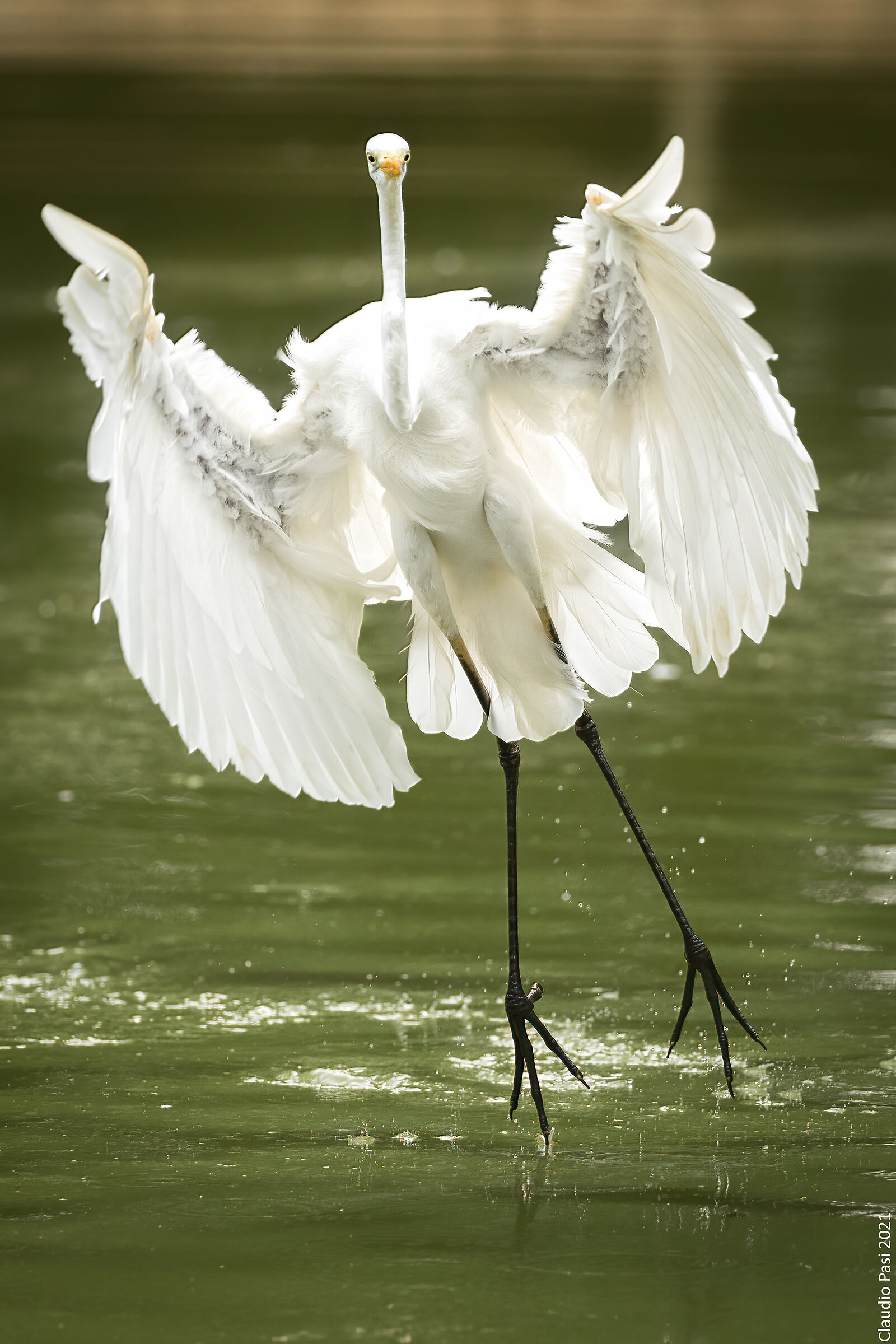 Airone Bianco Maggiore