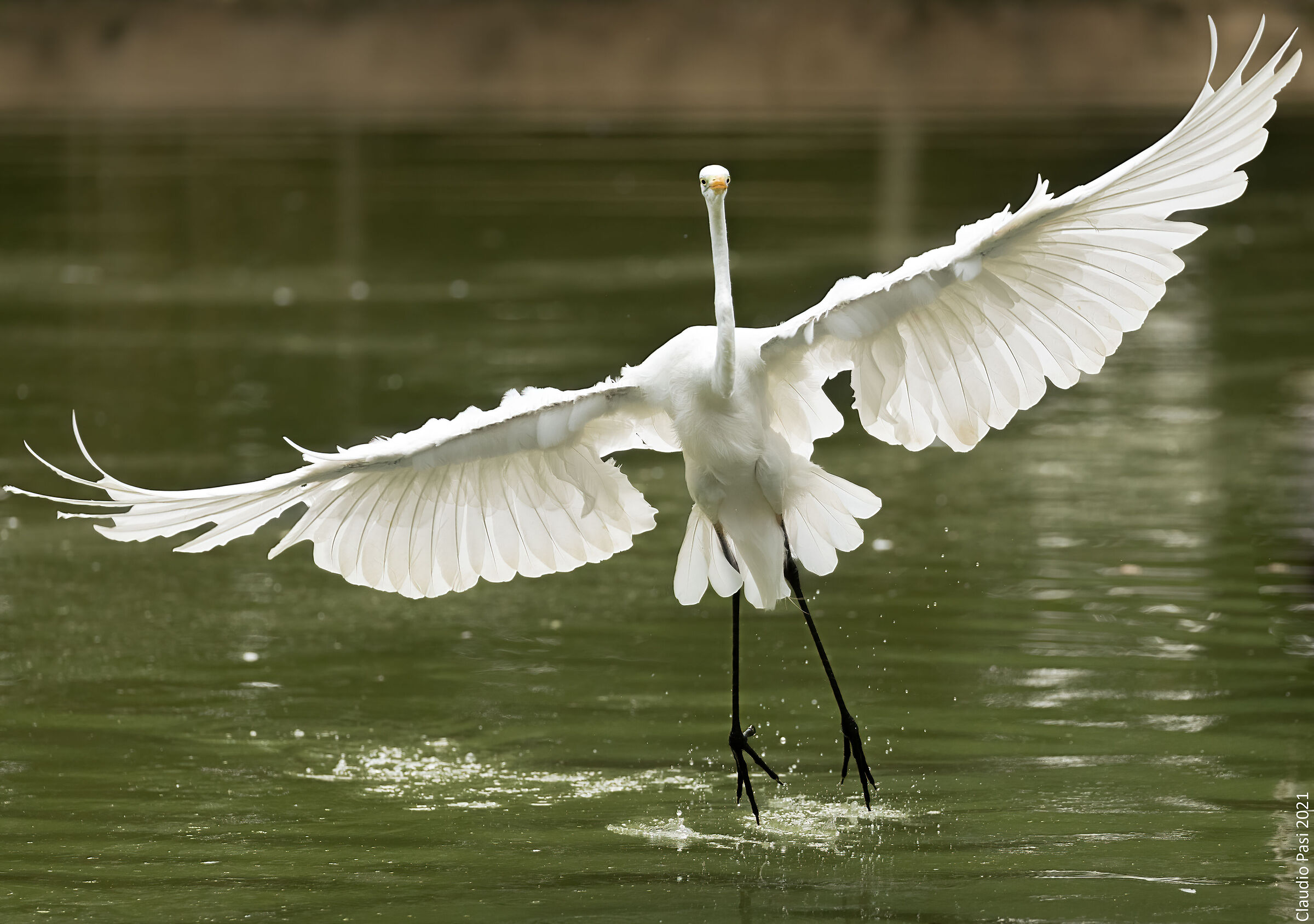 Airone Bianco Maggiore