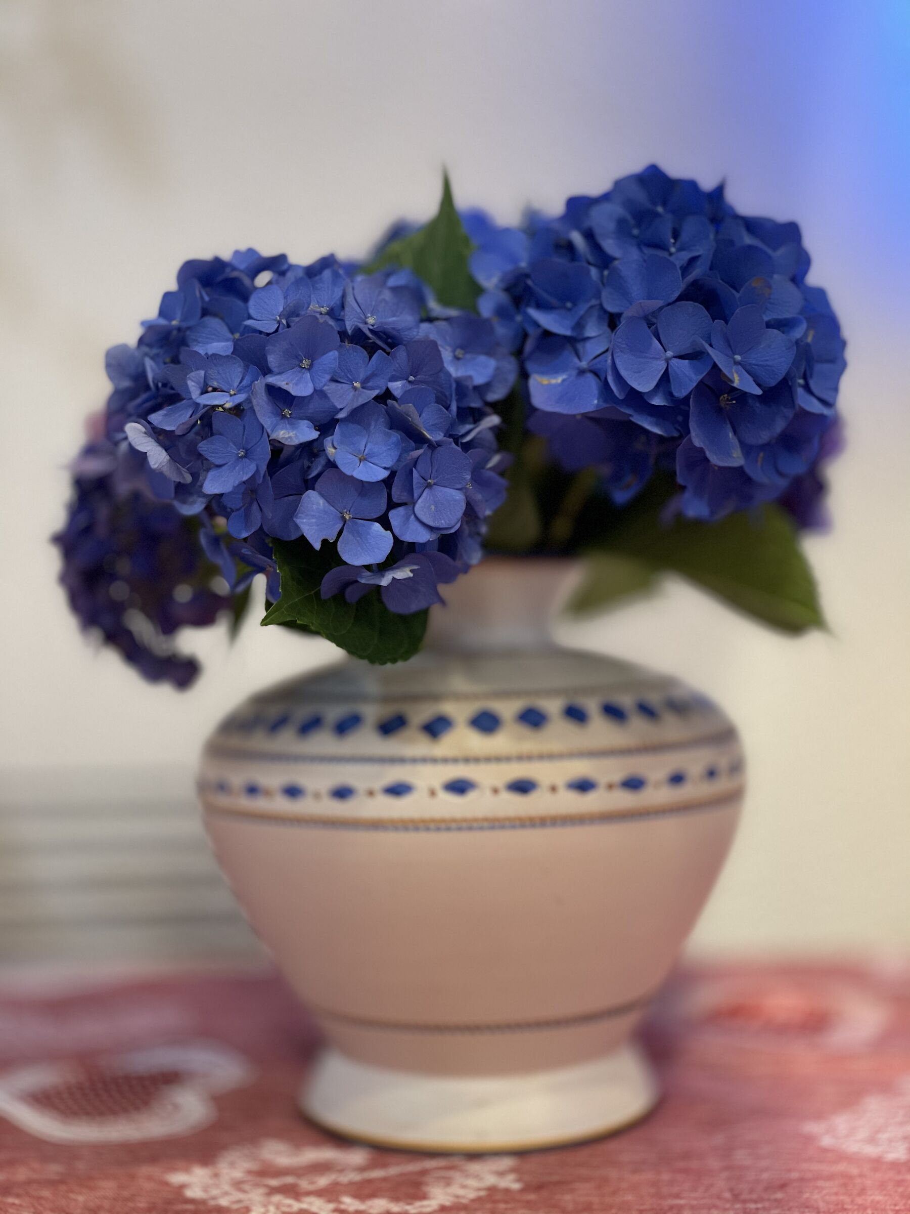 Ortensie in vaso.