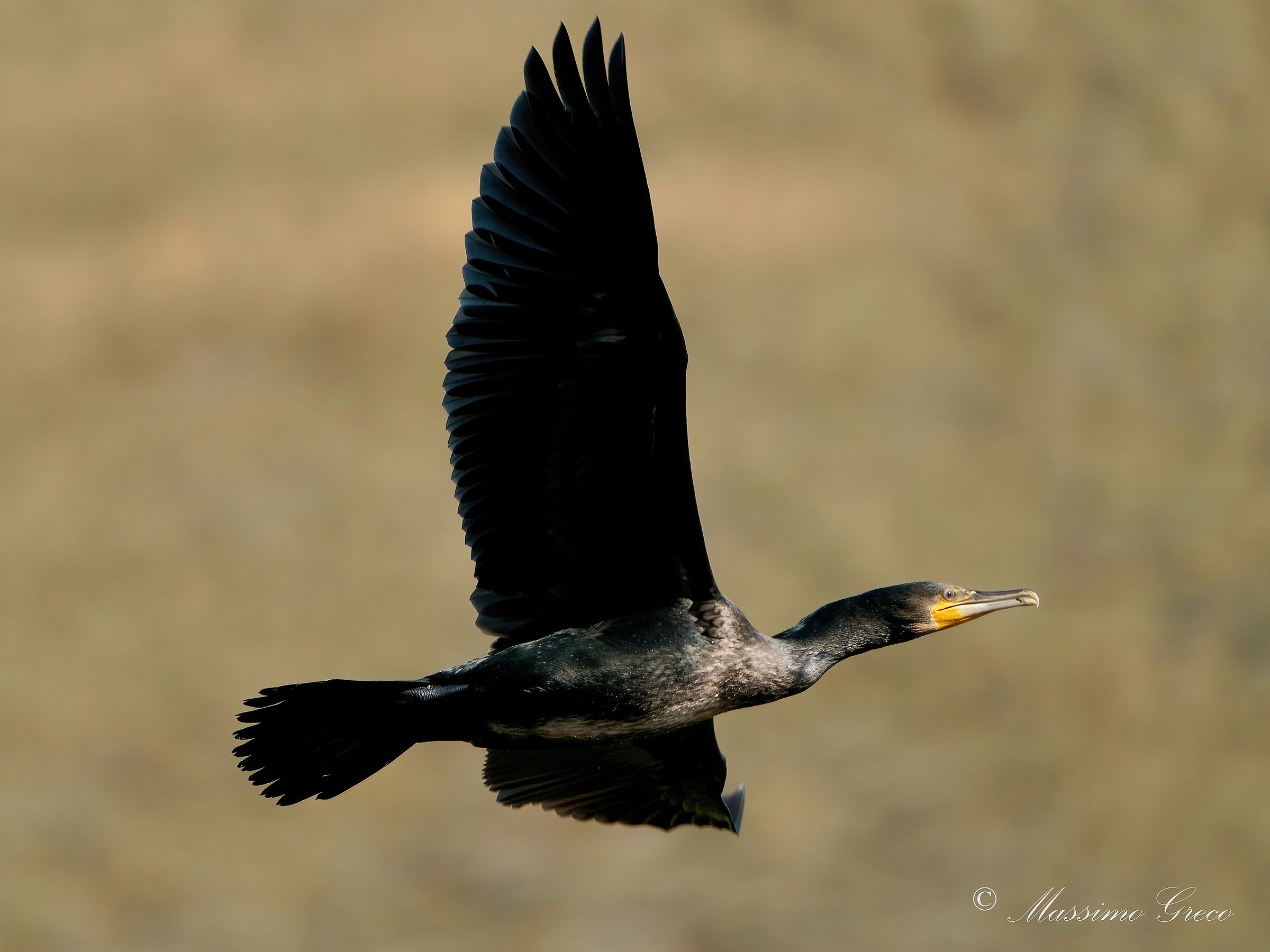 Cormorant (Phalacrocorax carbo)