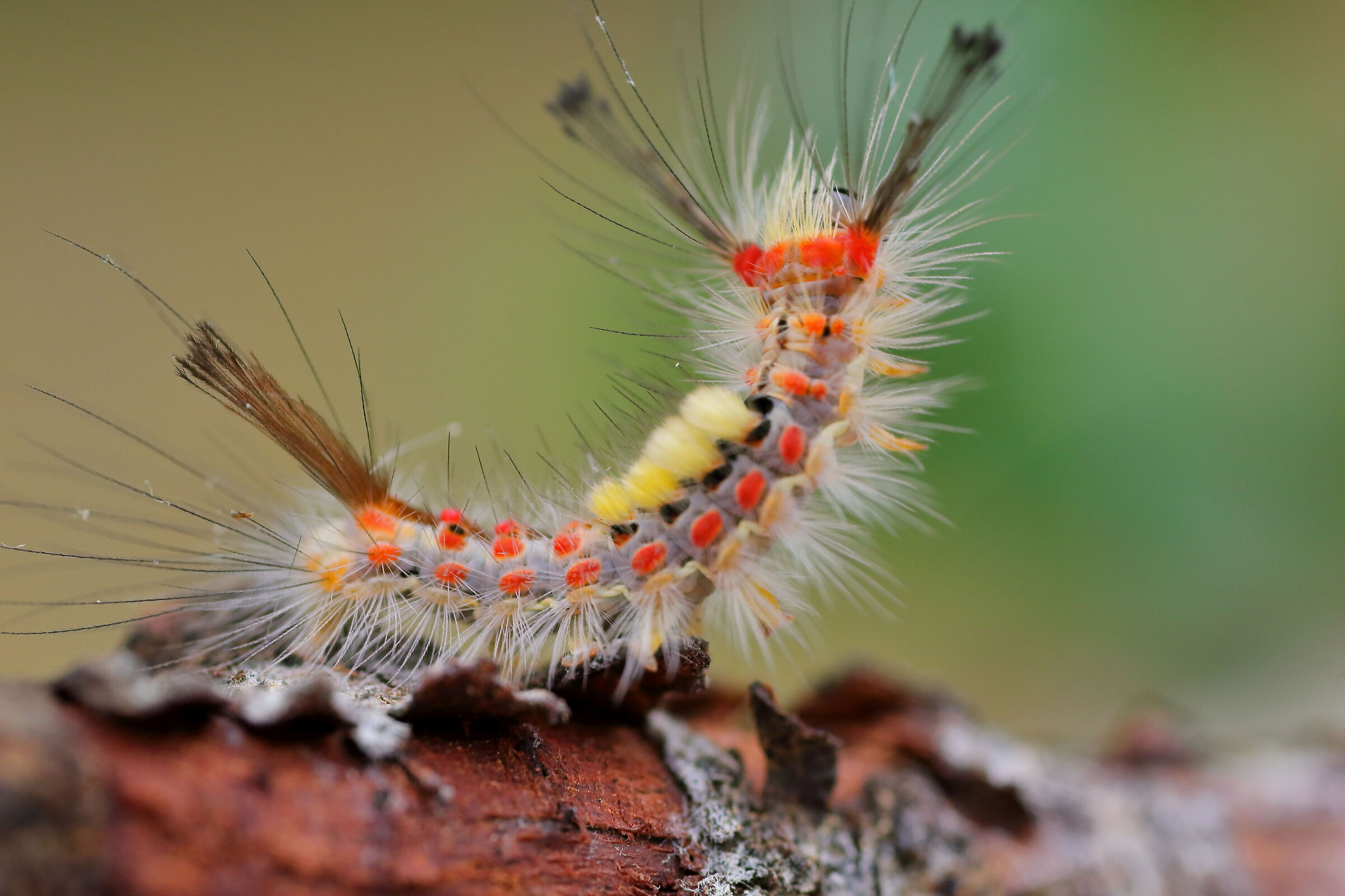 Small caterpillar