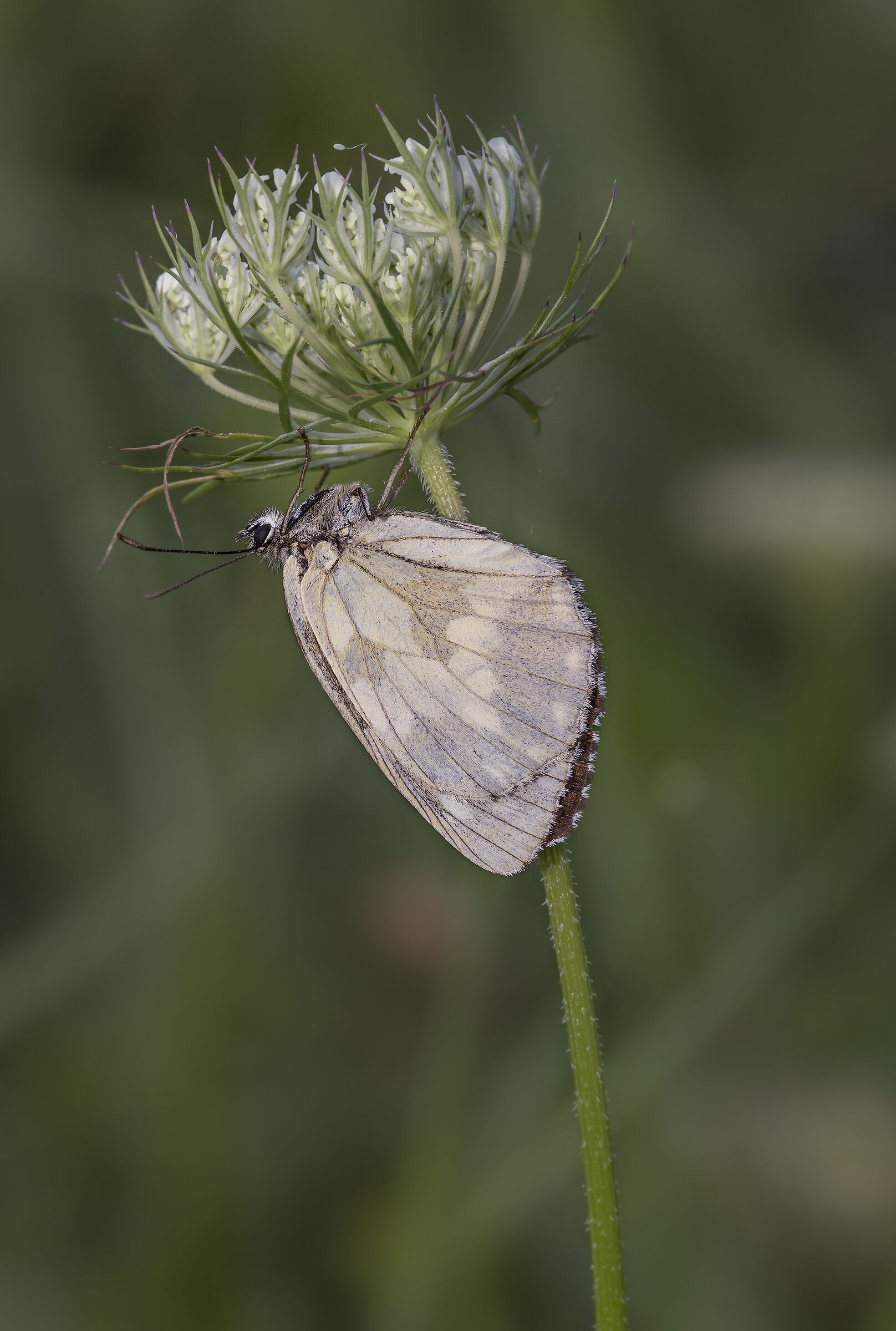 Melanagia Galathea