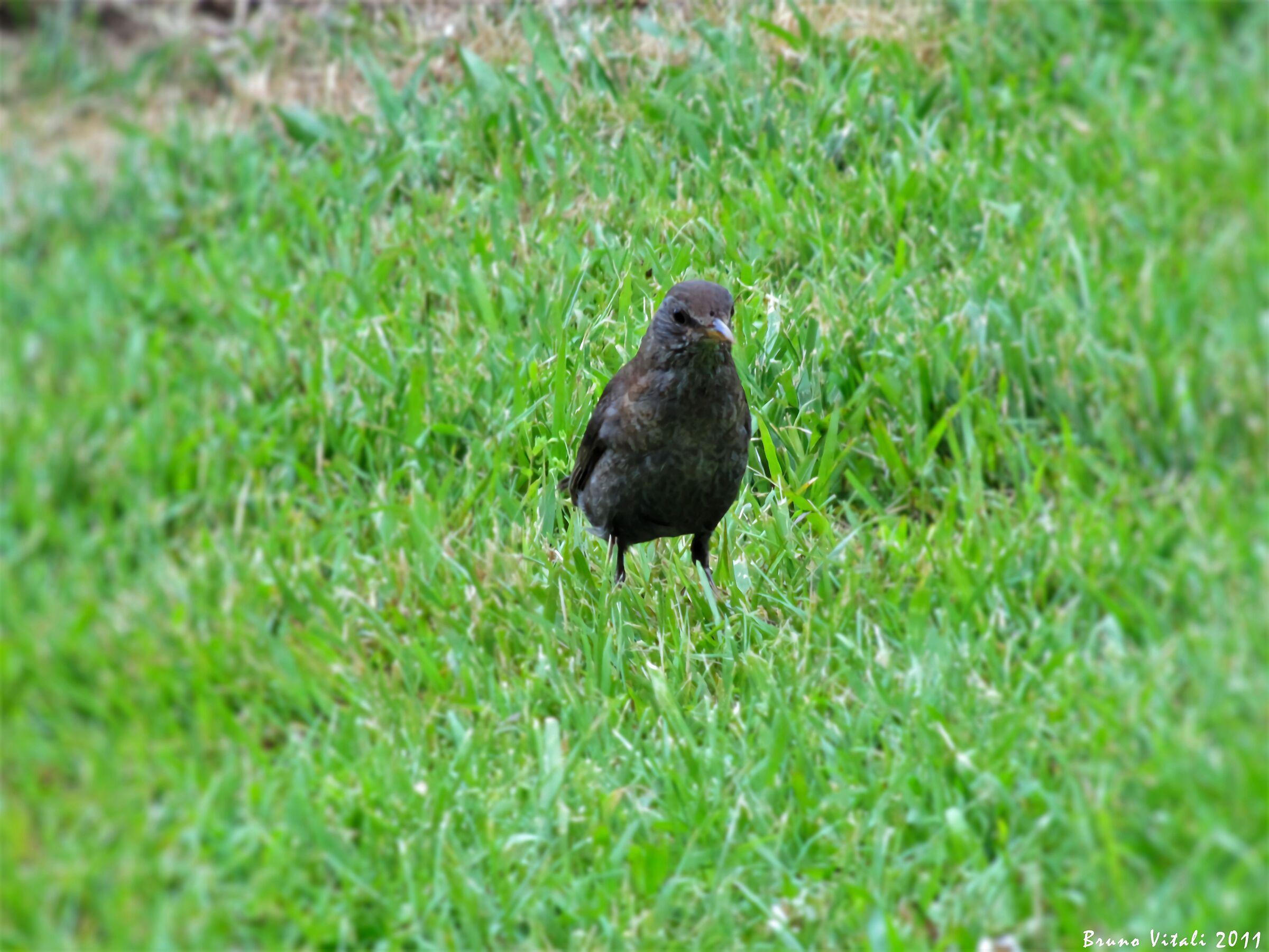 Female blackbird in the meadow in the Parks of Nervi