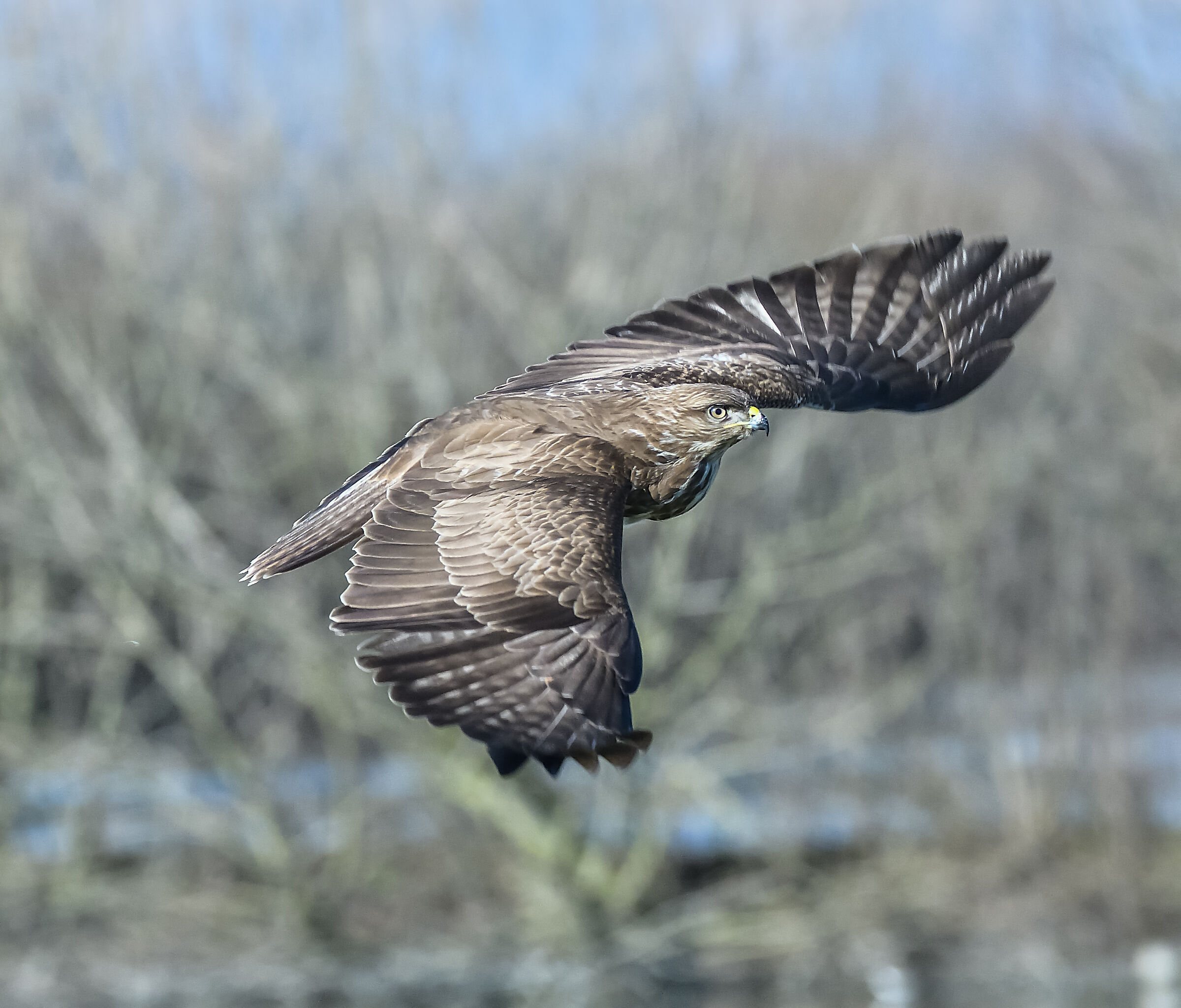 buzzard