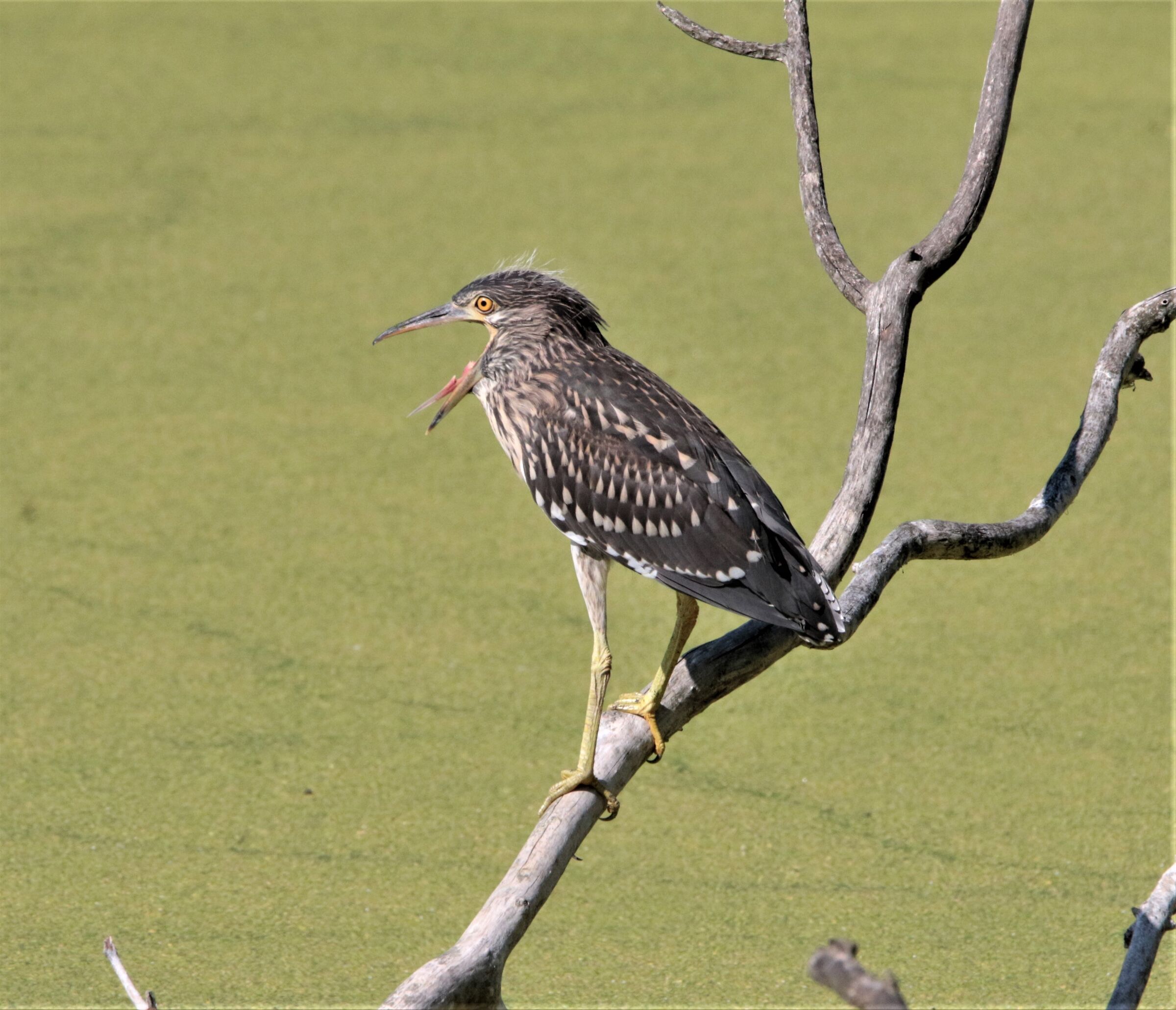 "uffa che barba che noia!"