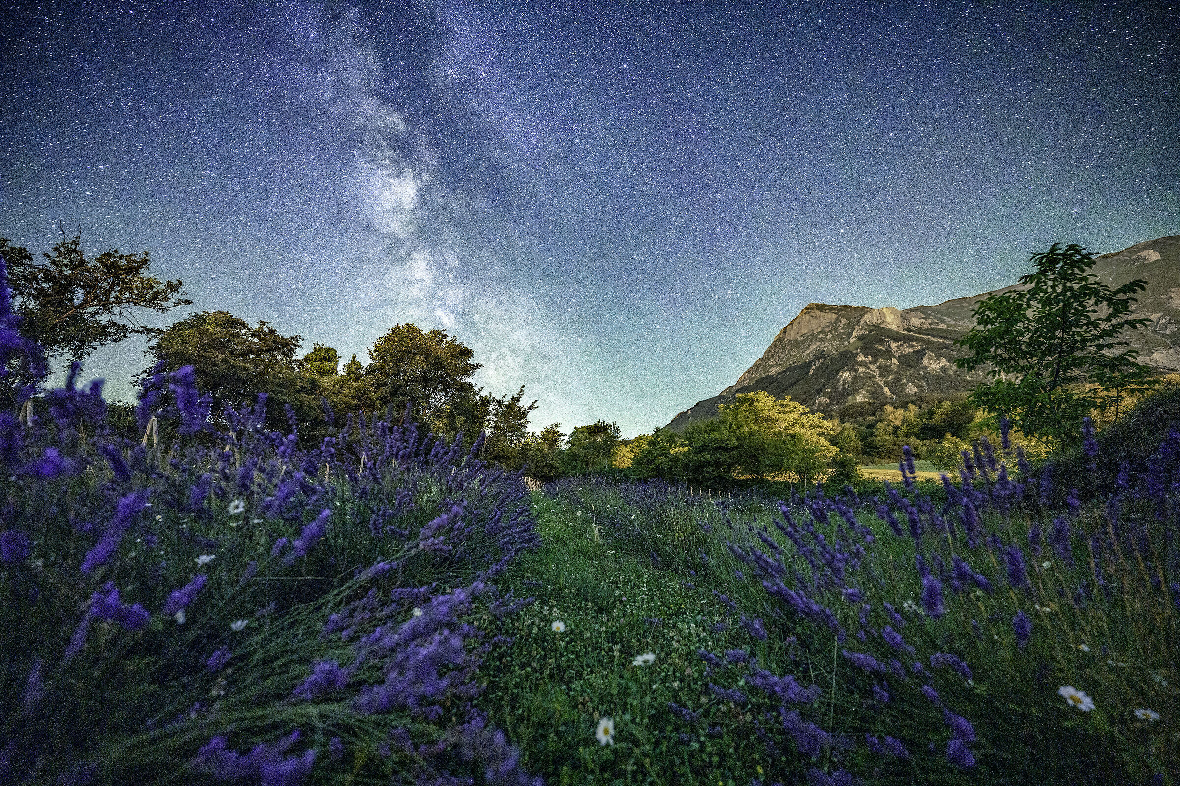 Lavender at the foot of the King of the Sibillini