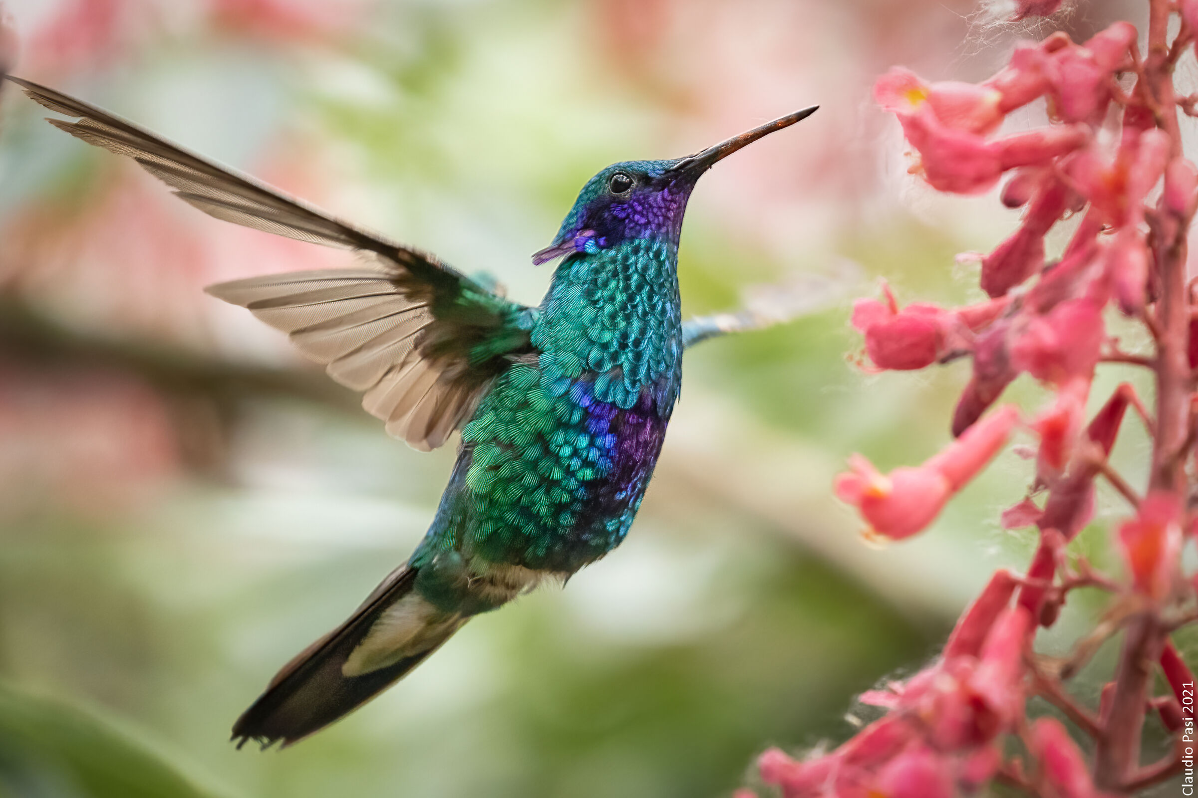 Colibrì