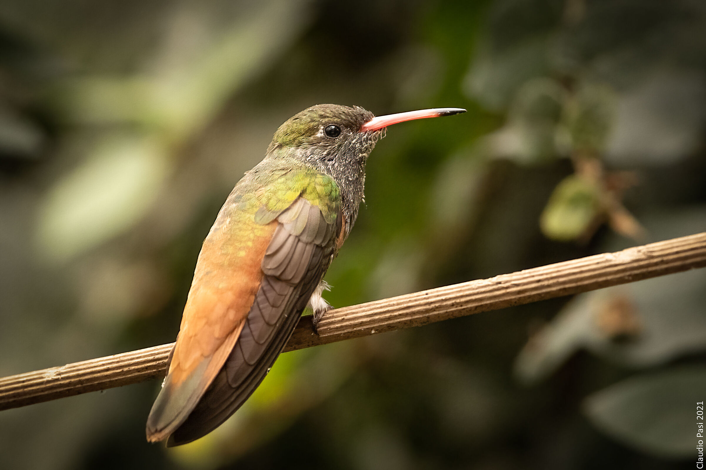 Colibrì