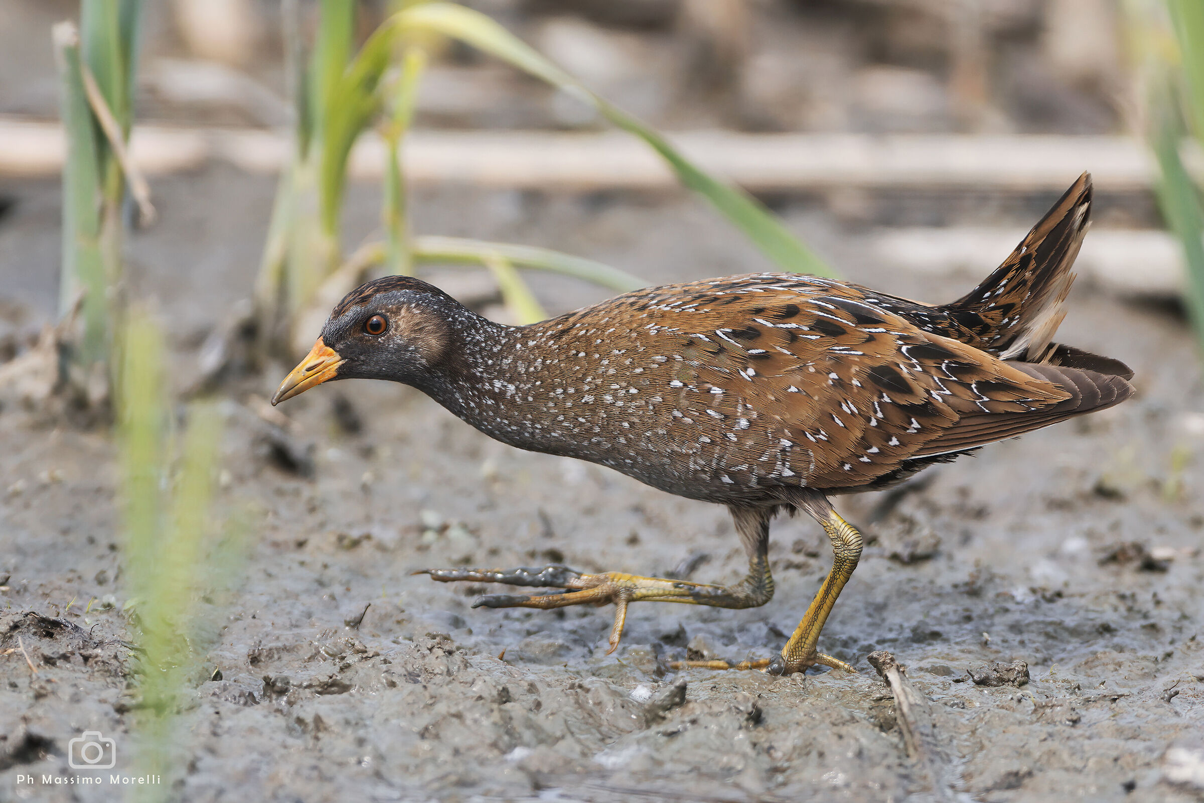 spotted crake
