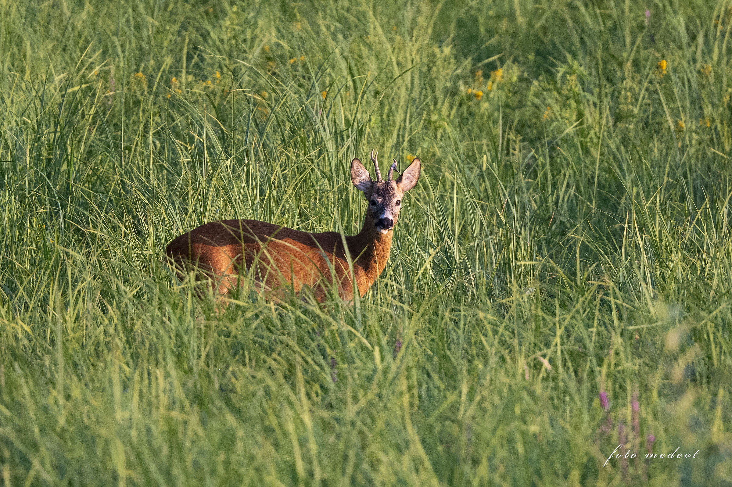 Capriolo nel prato