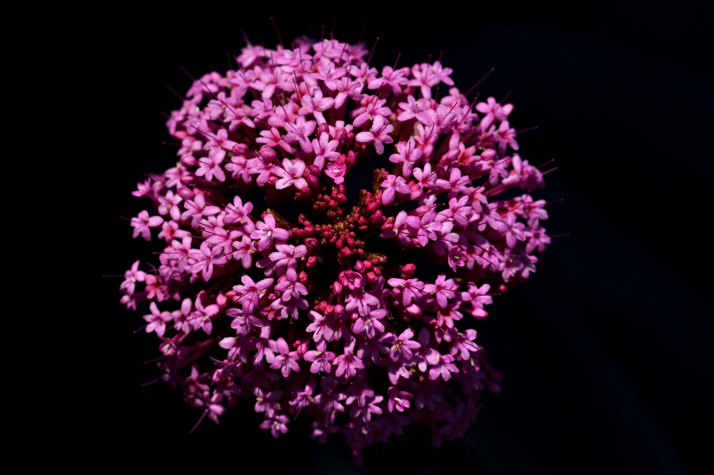 Lilac Capraia