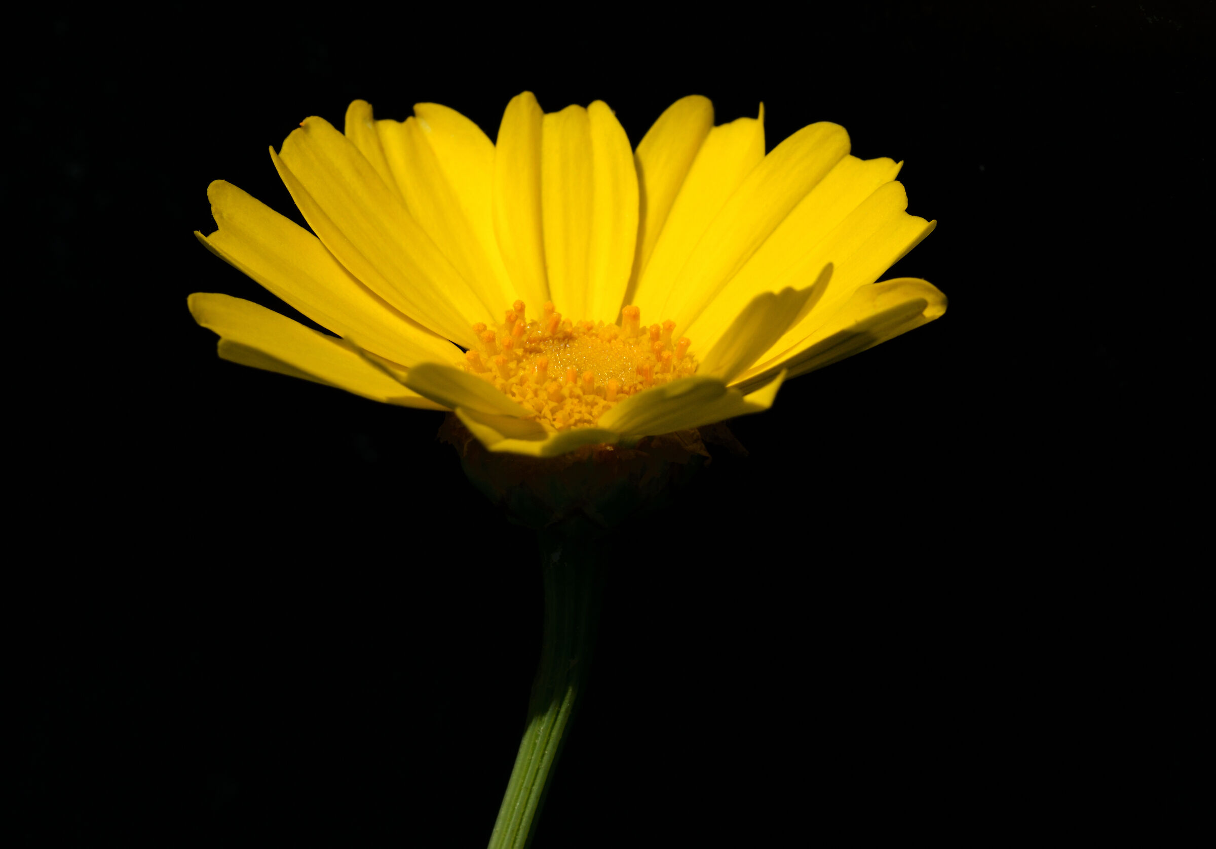 A Chalice of Light