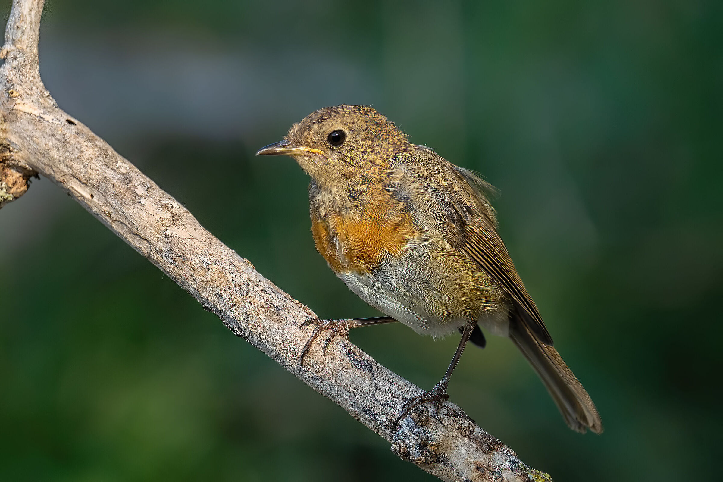 Il giovane pettirosso diventa adulto
