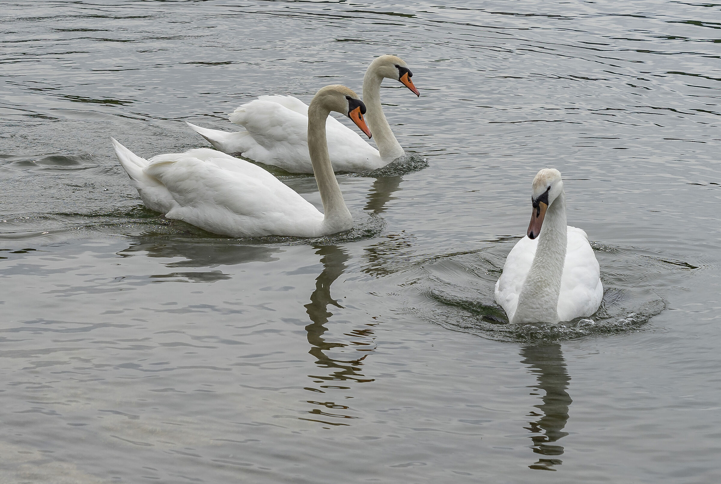 Domenica 16 maggio 2021, 11:30 - Dettaglio