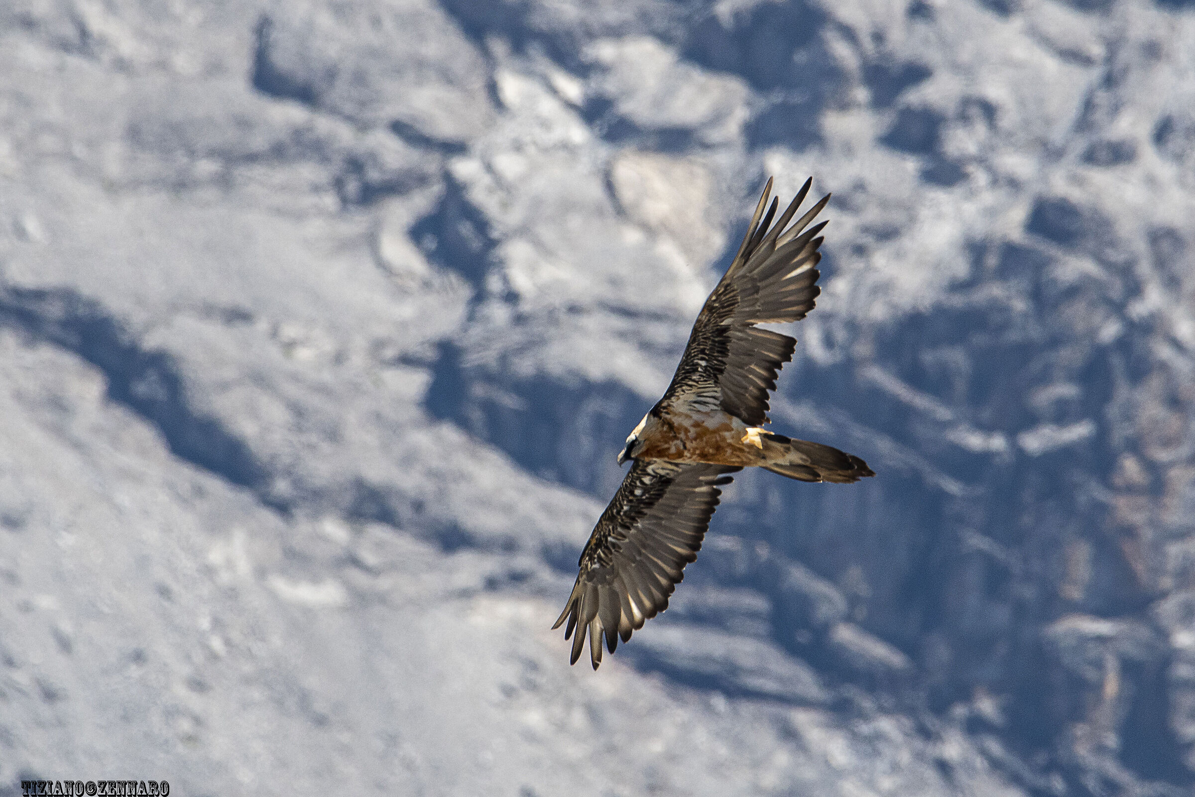 Bearded vulture