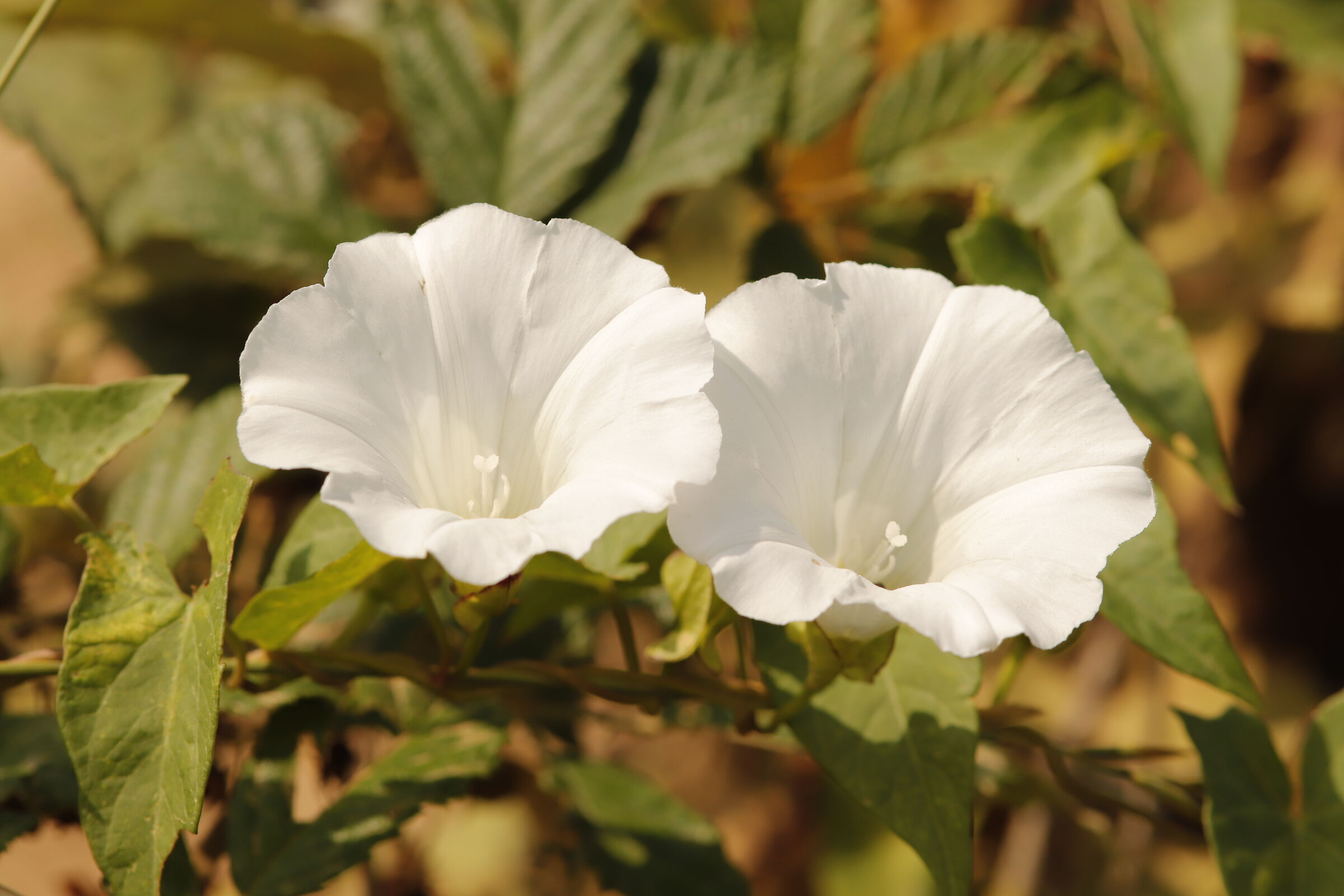 Campanelle bianche e rampicante 31/07/2021