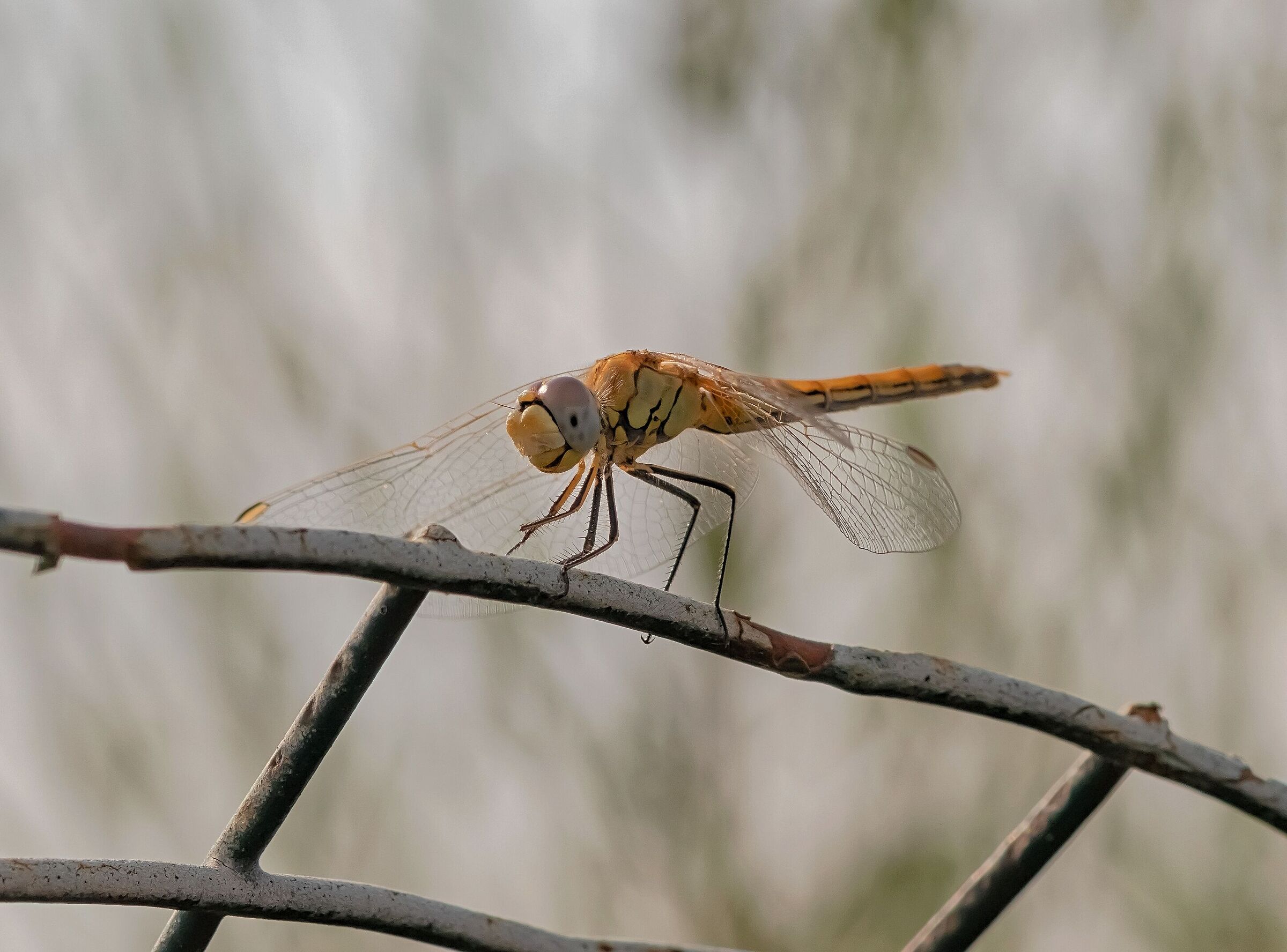 Dragonfly Cardinal Venerosse female 26/07/2021