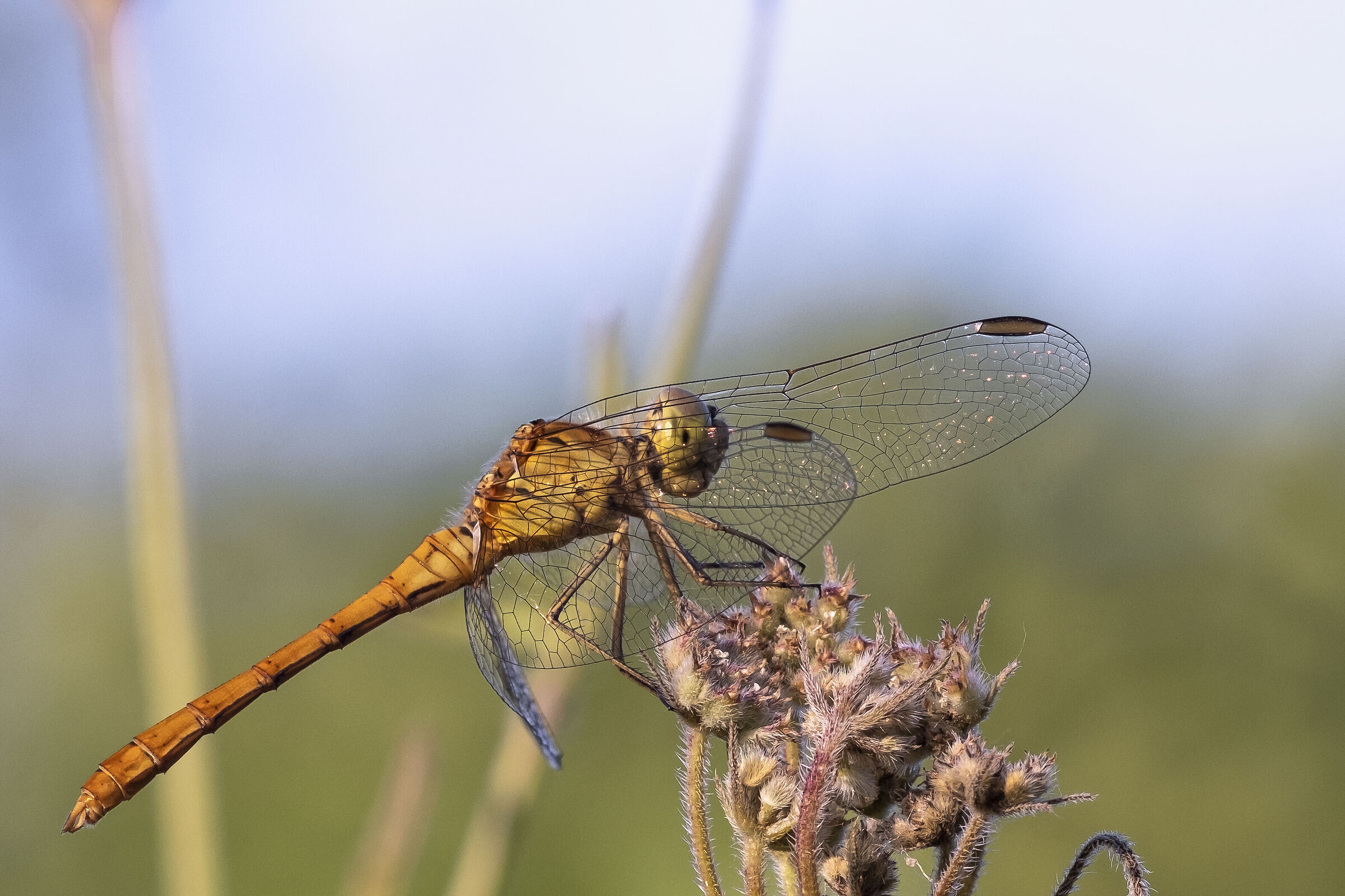 Sympetrum striolatum