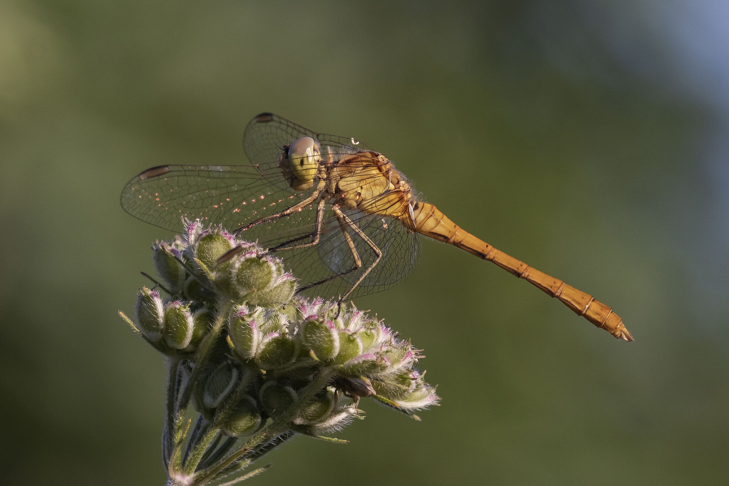 Sympetrum striolatum