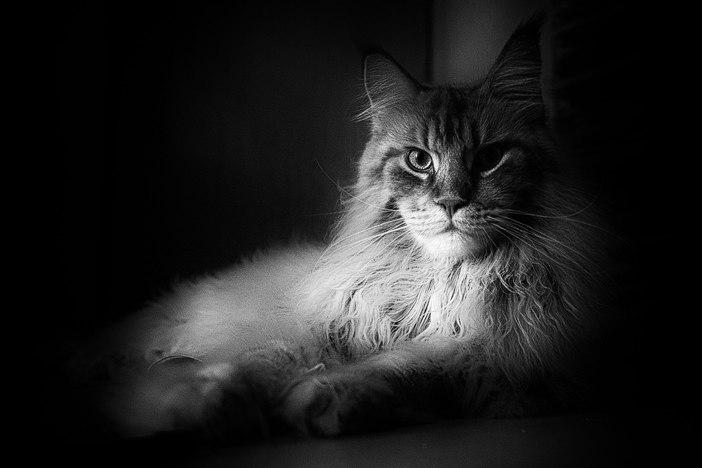 Firestorm X-Land.... for us Theodore