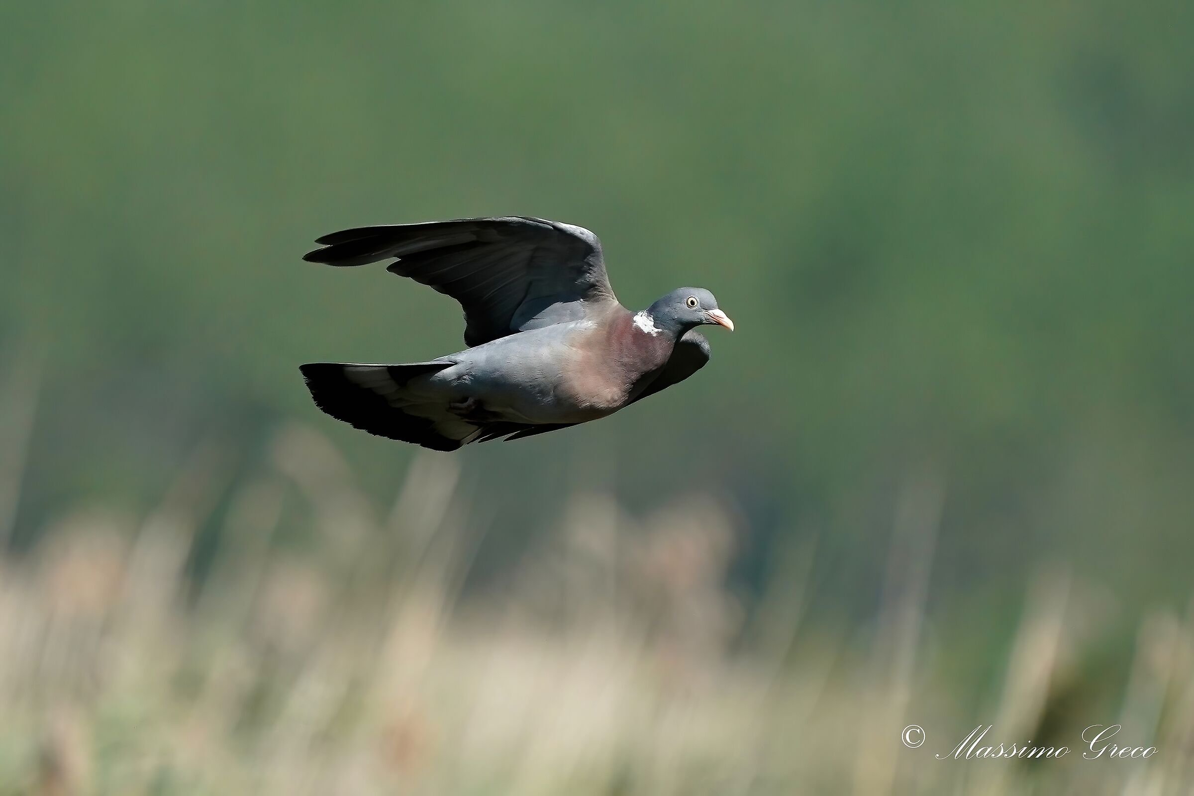 wood pigeon