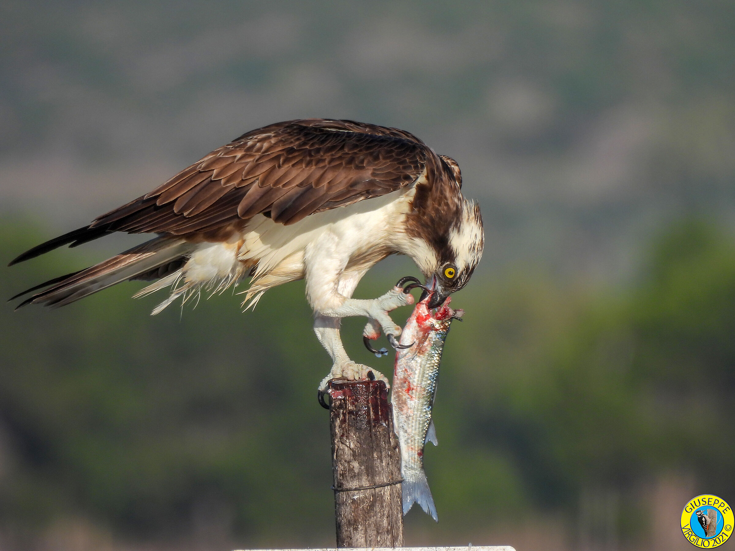 Falco Pescatore (Sardegna) 2021