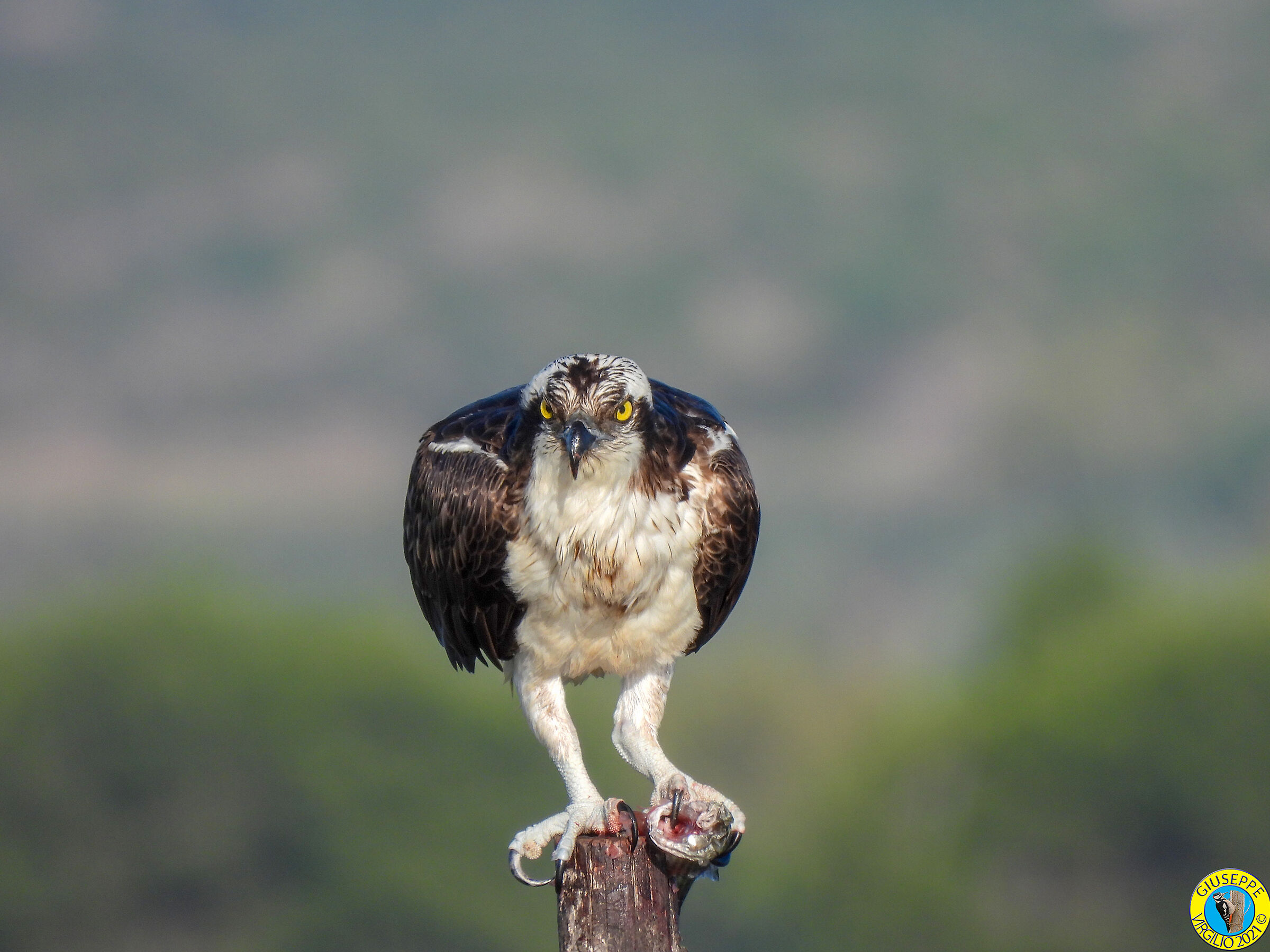 Falco Pescatore (Sardegna) 2021