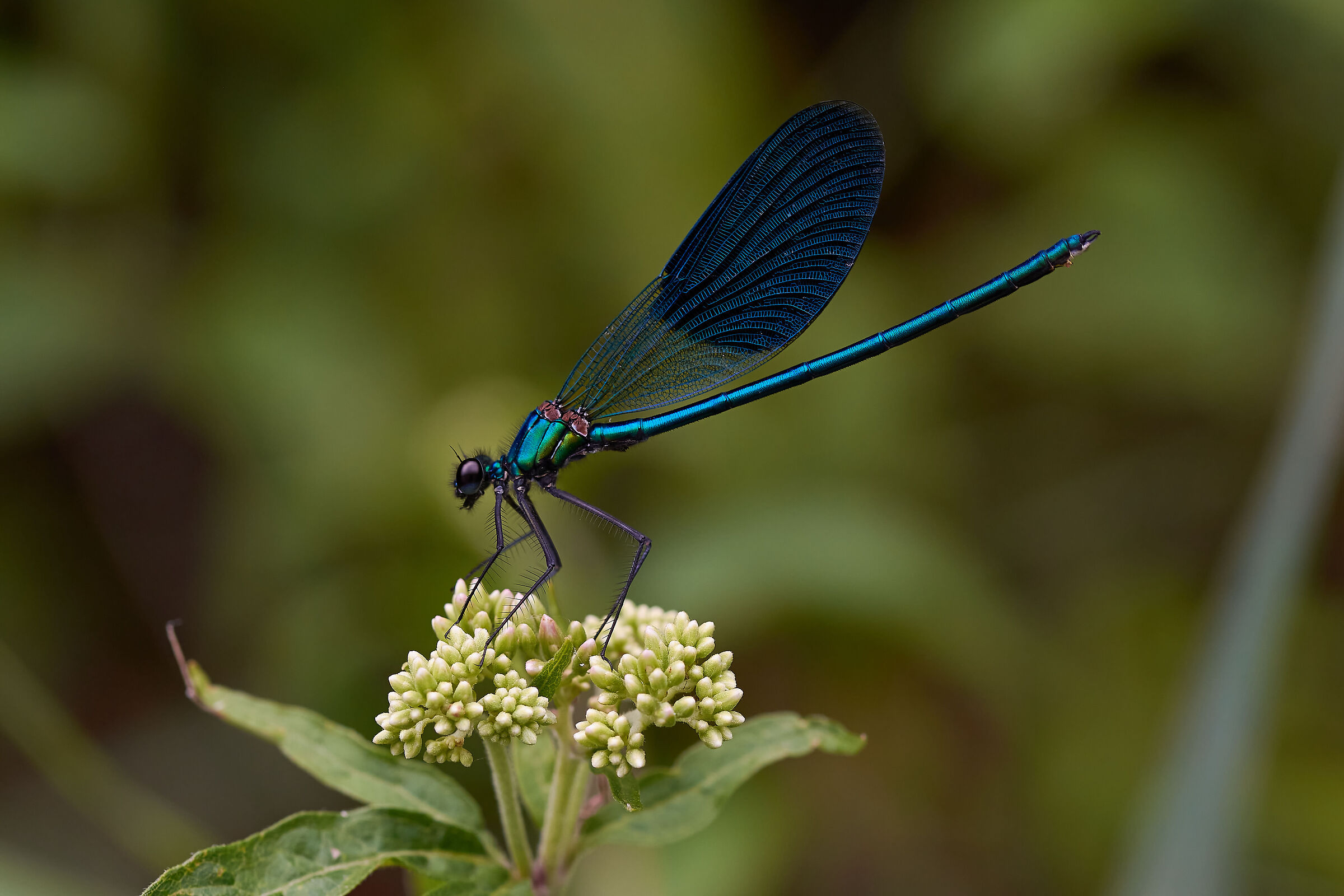 Calopteryx splendens male