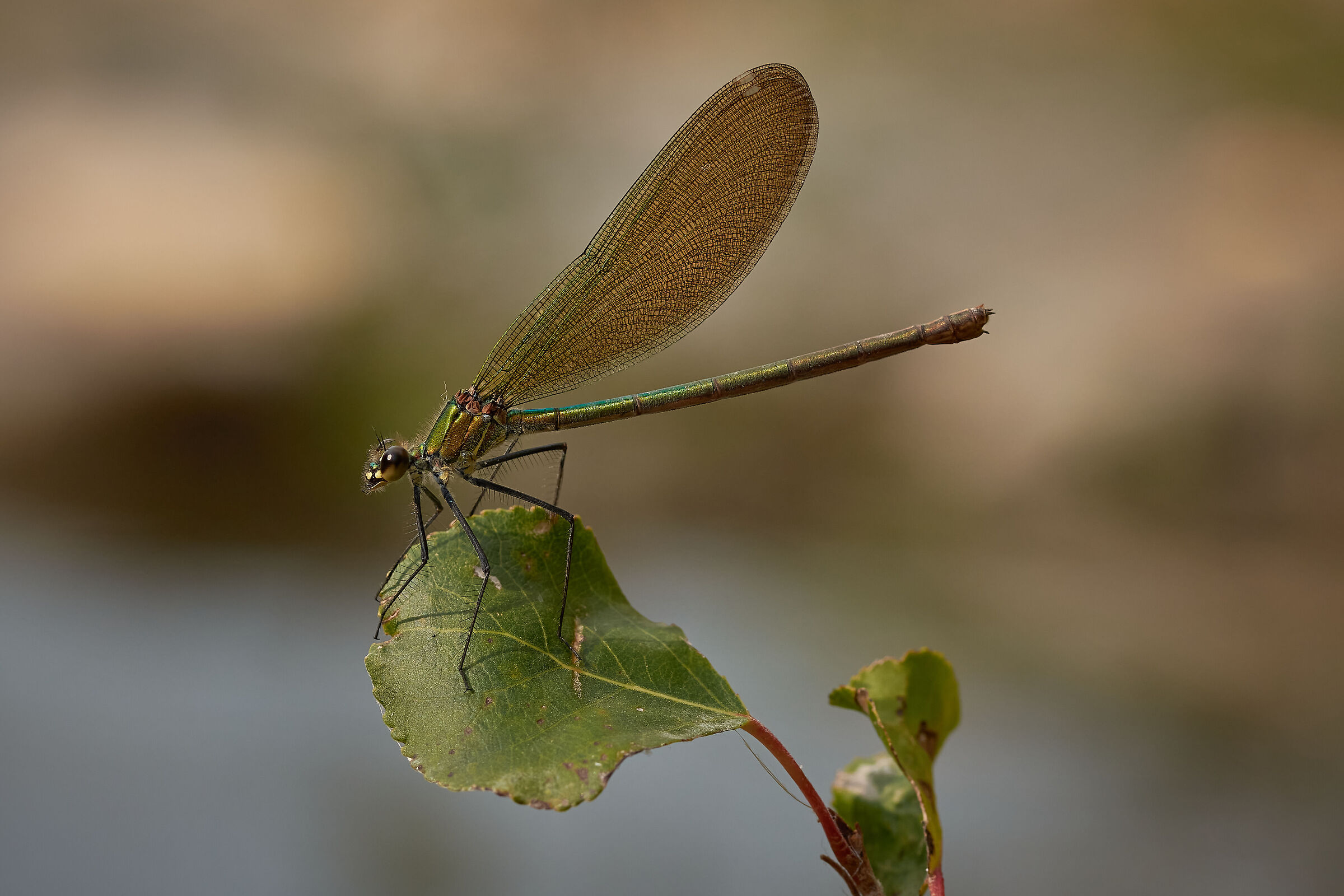 Calopteryx splendens Female