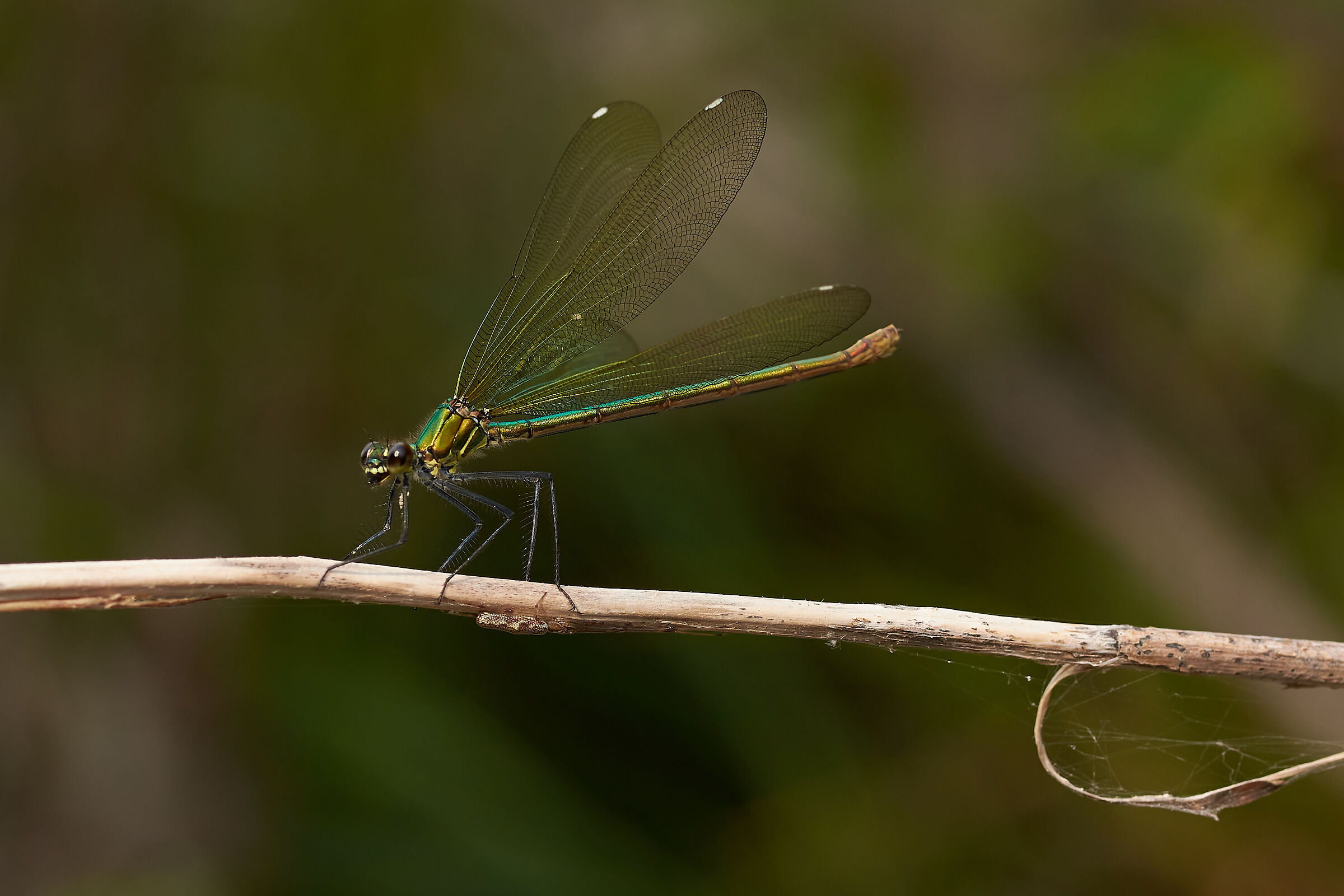 Bright wings