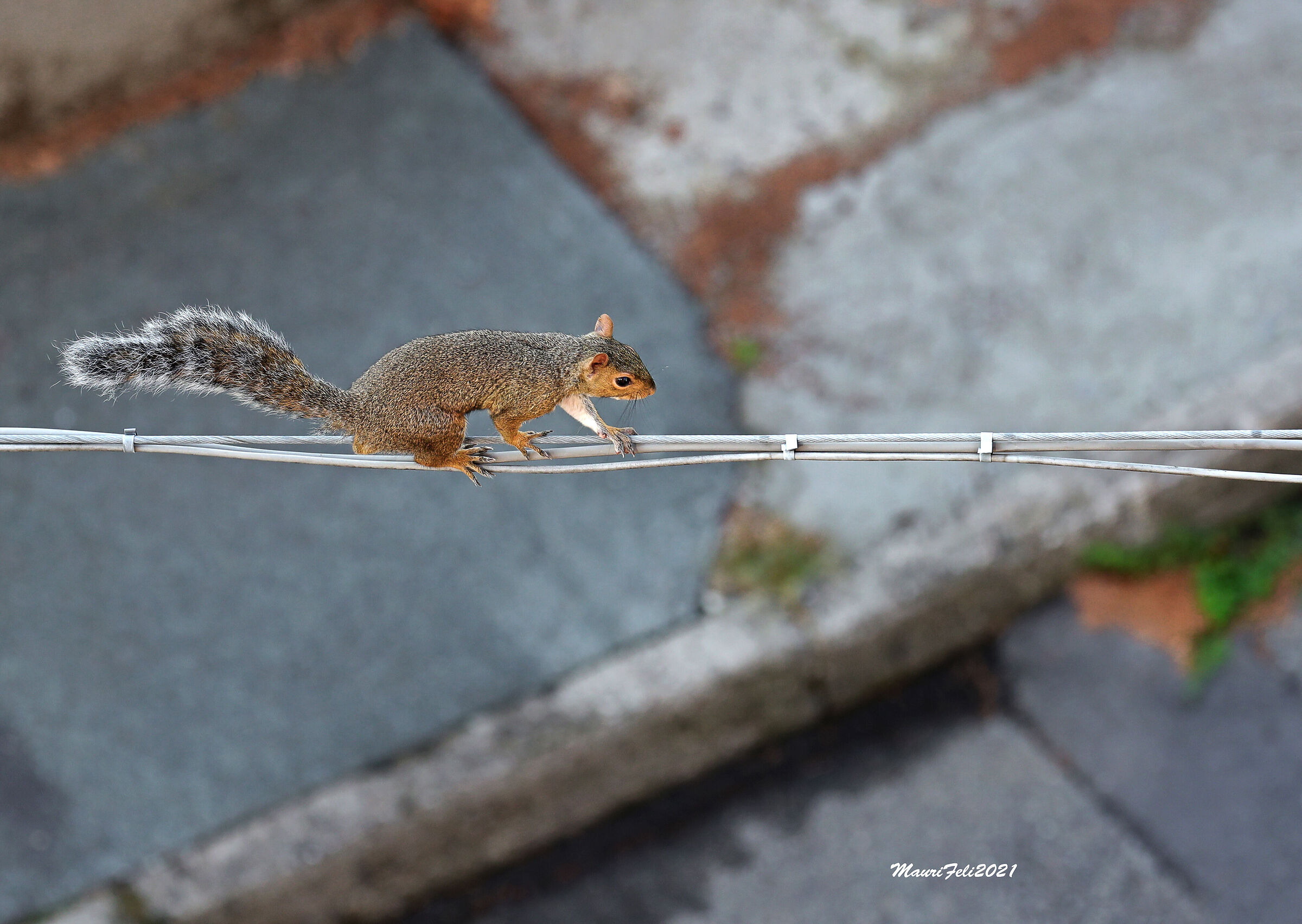 " Acrobat Number ONE..."