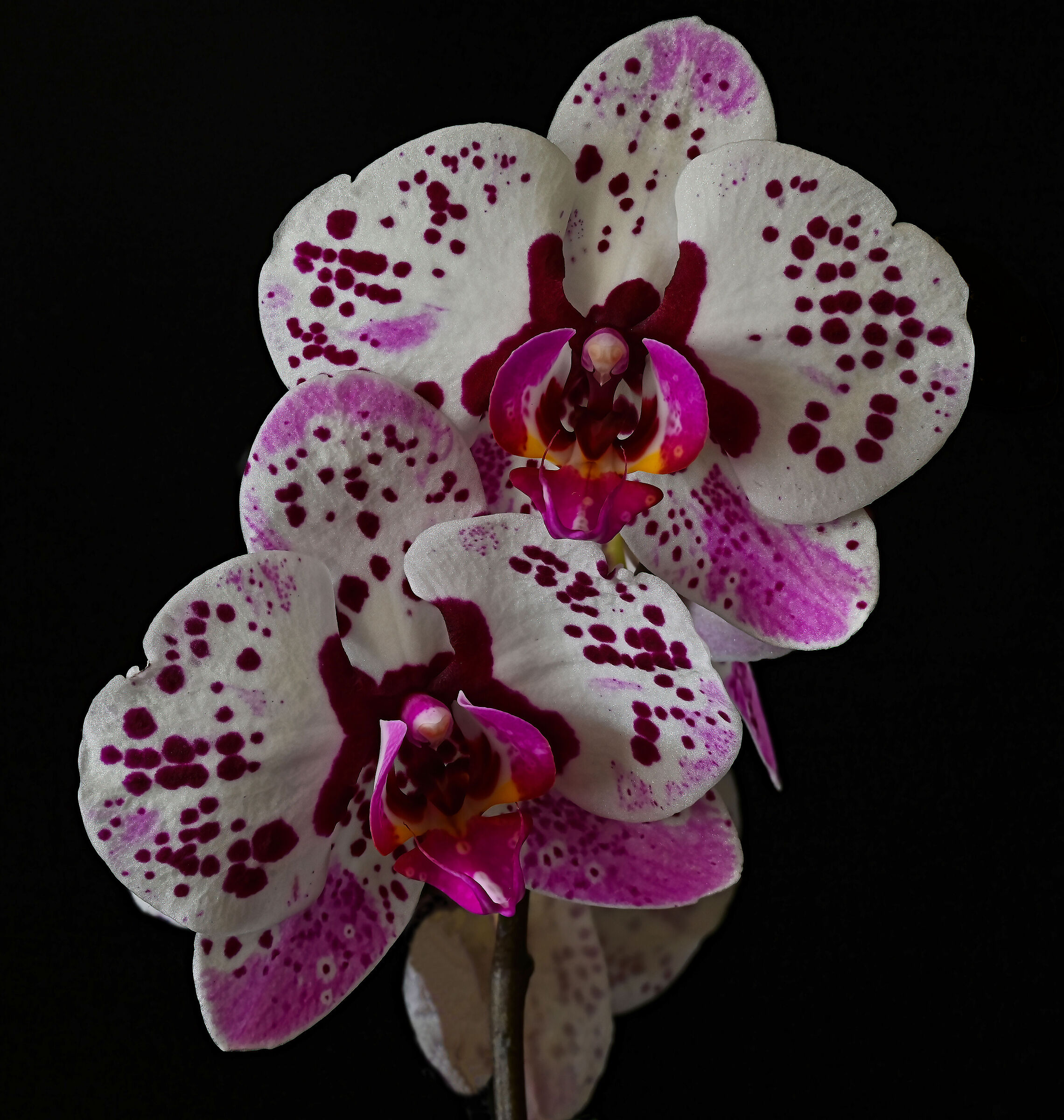 Orchids