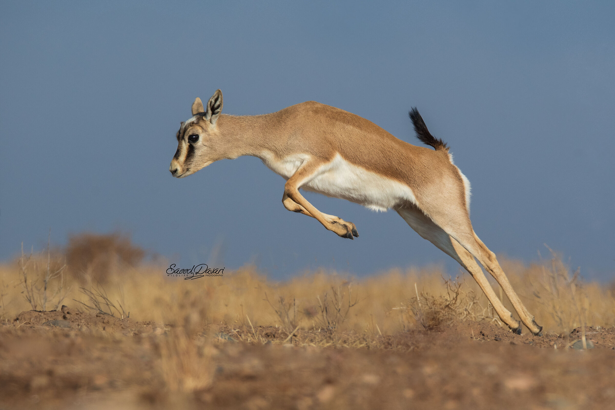 Nikon d500 &SIGMA150_600S, 1/2000 ?f:8 iso:800