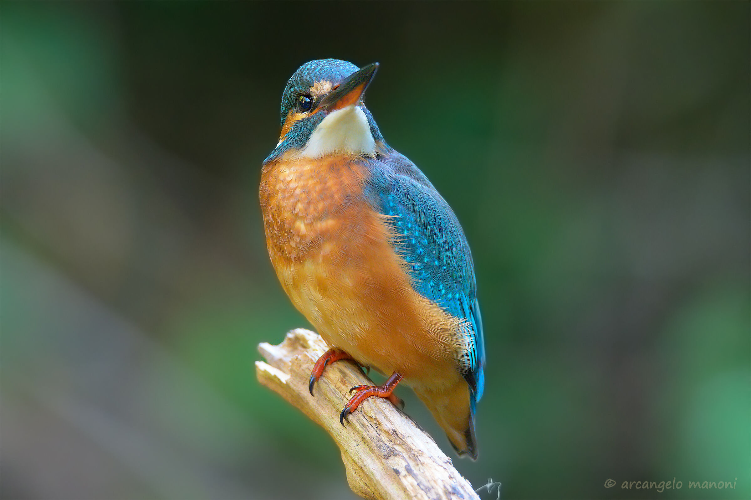 Martina: The mistress of the river