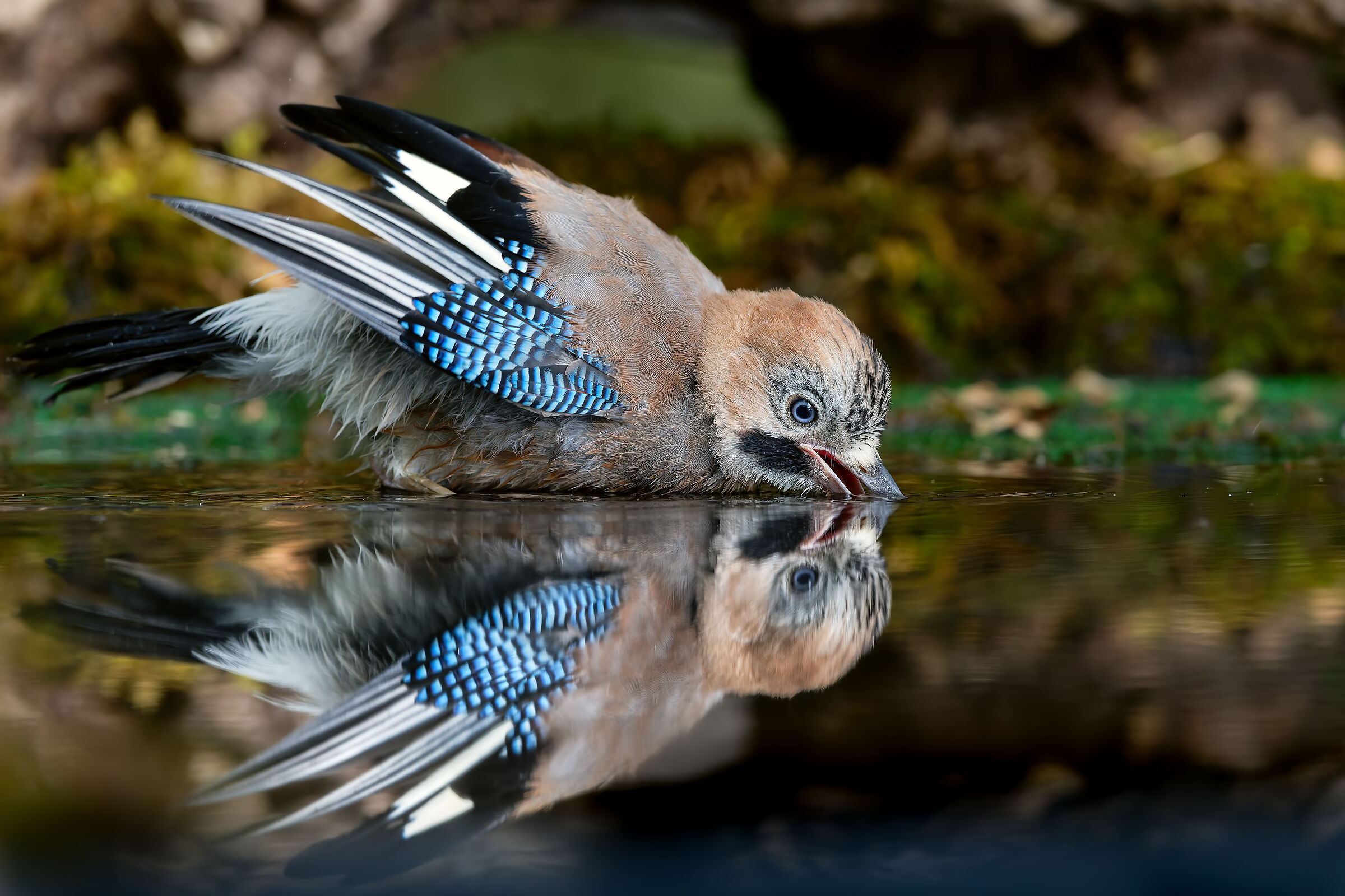 giovane di Ghiandaia