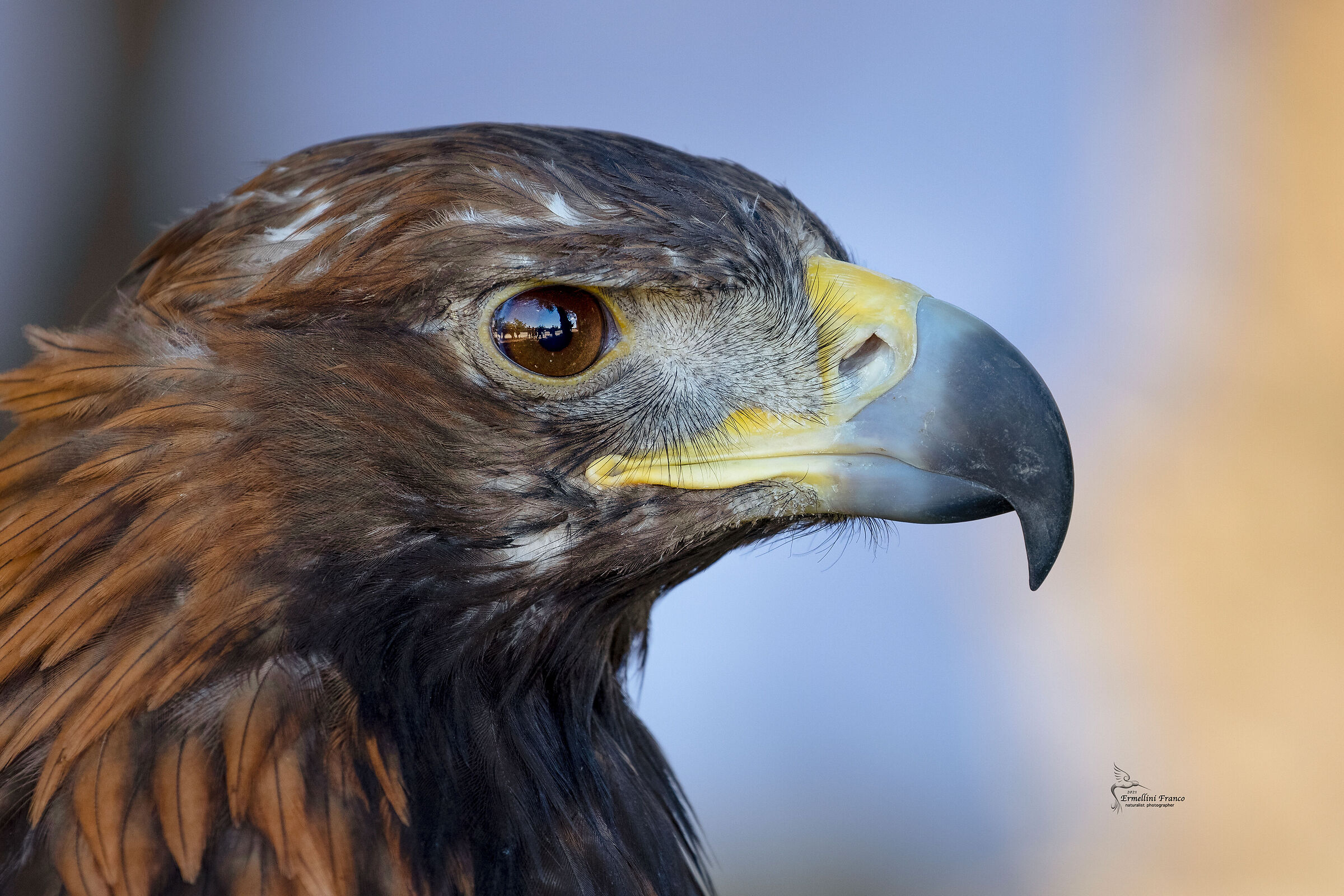 Aquila per Falconeria
