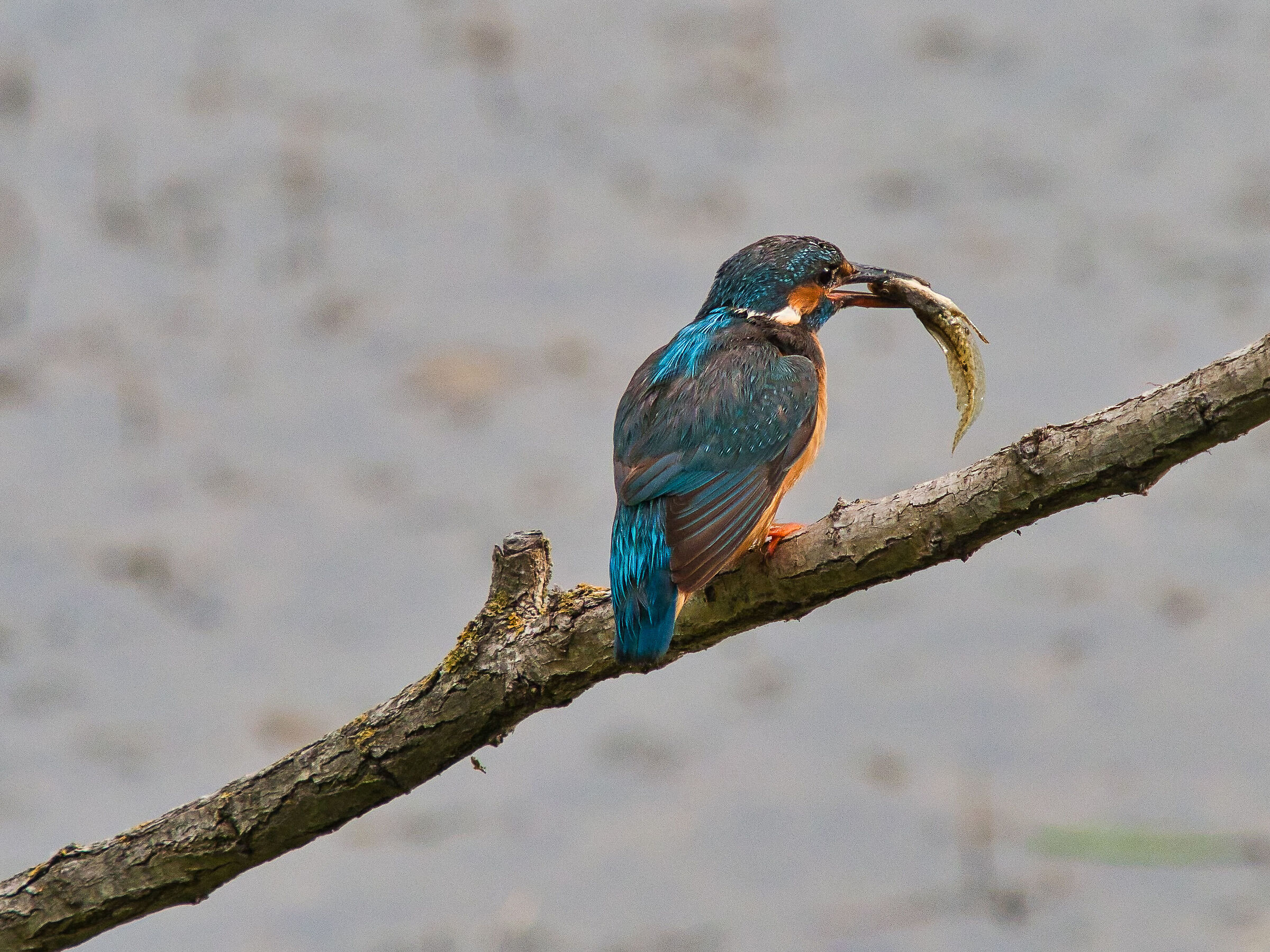 The martino and the gerino