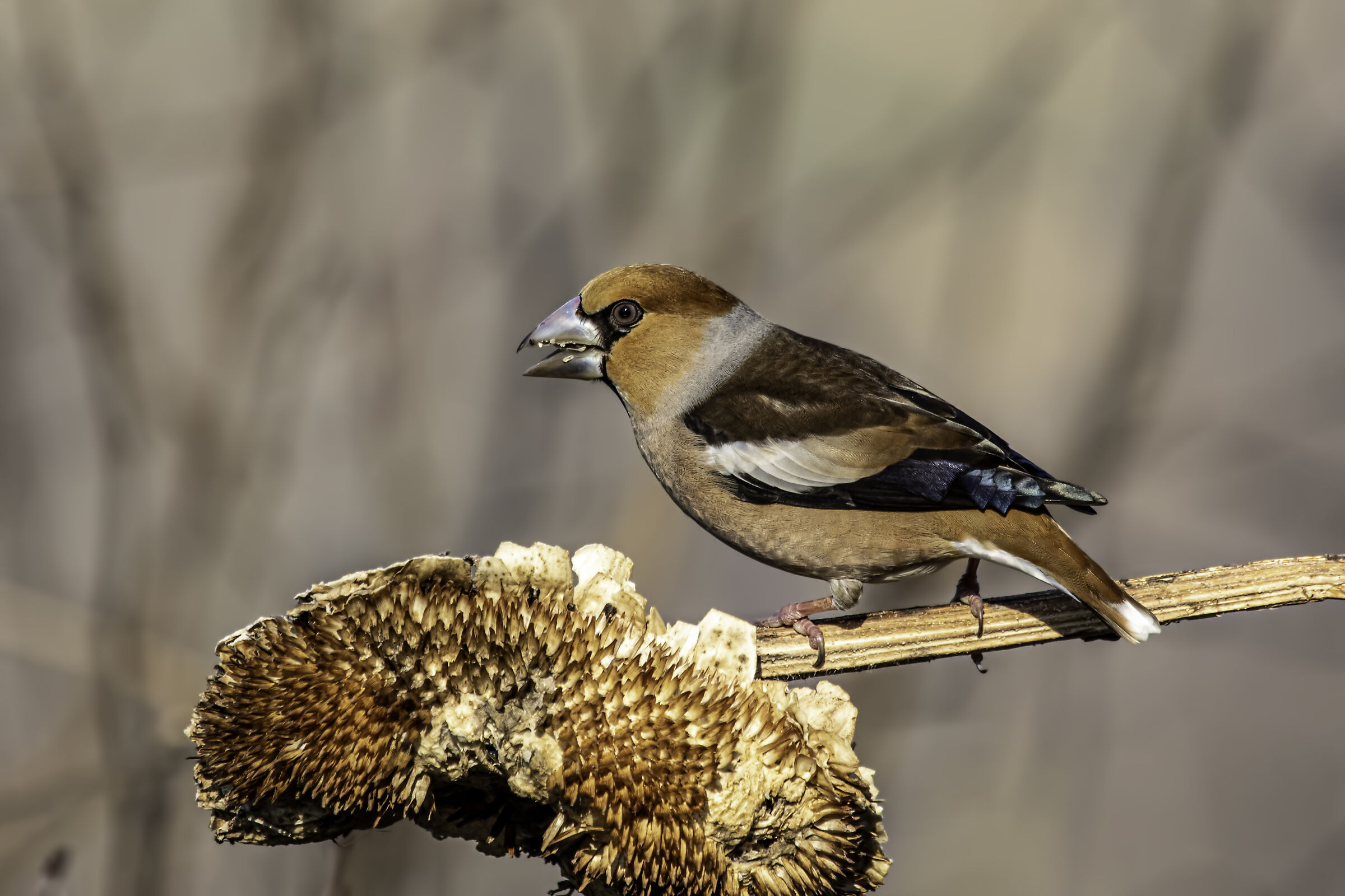 hawfinch