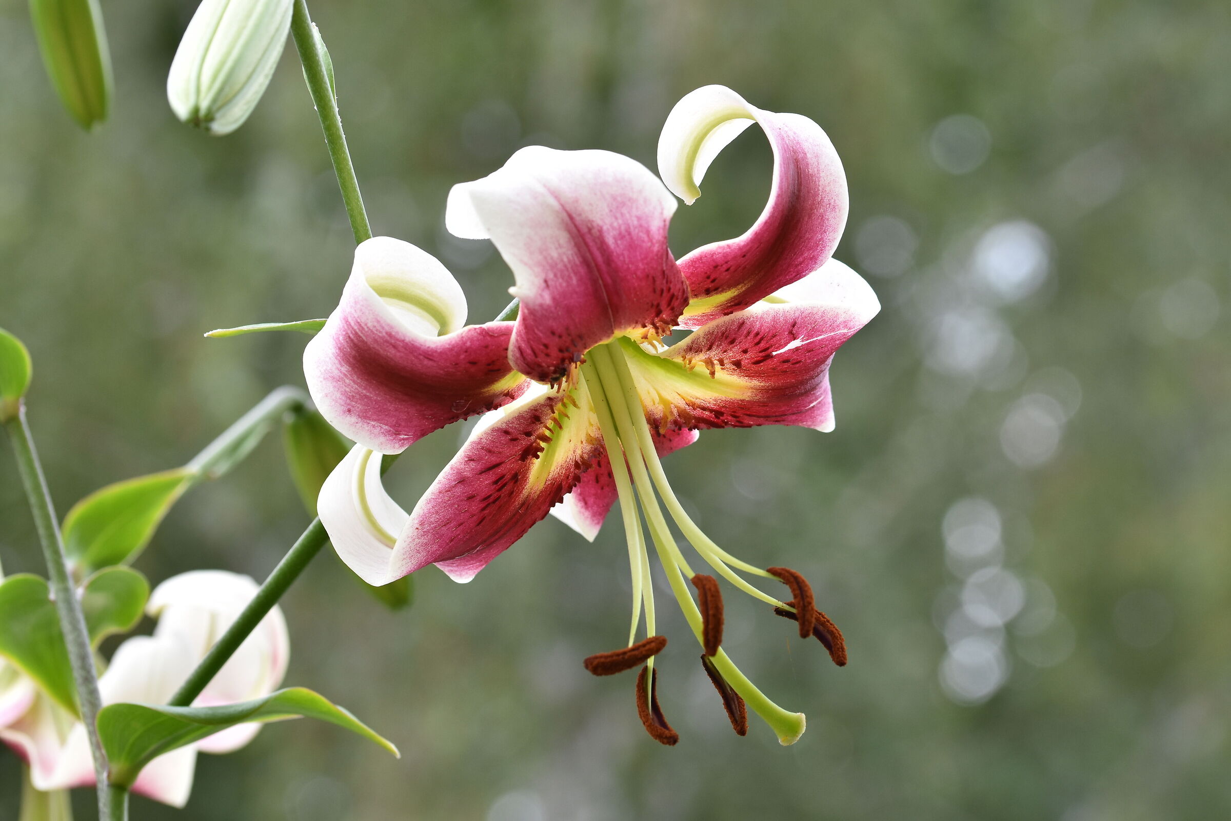 Lilium del giardino