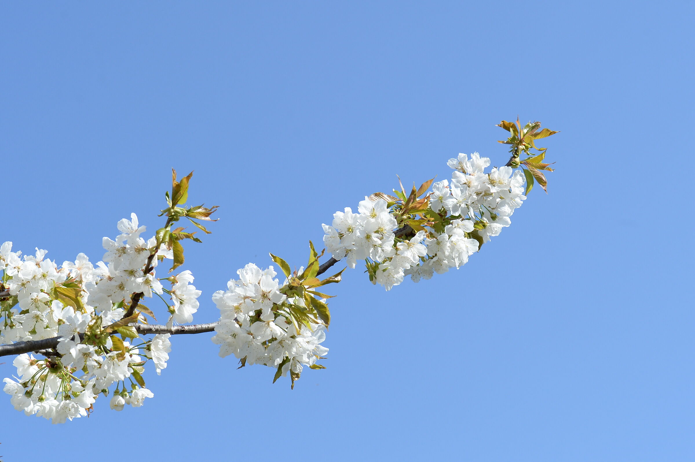 Mandorlo in fiore e azzuro del cielo