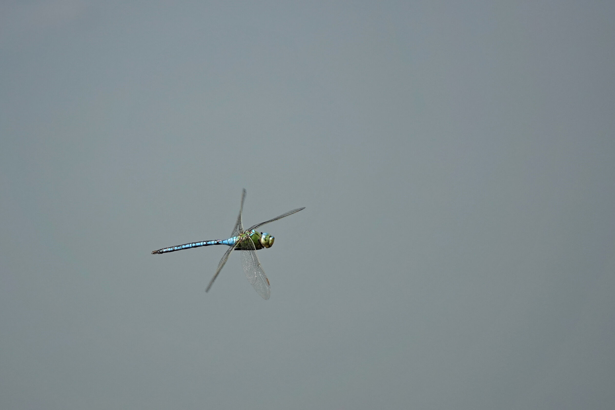 libellula