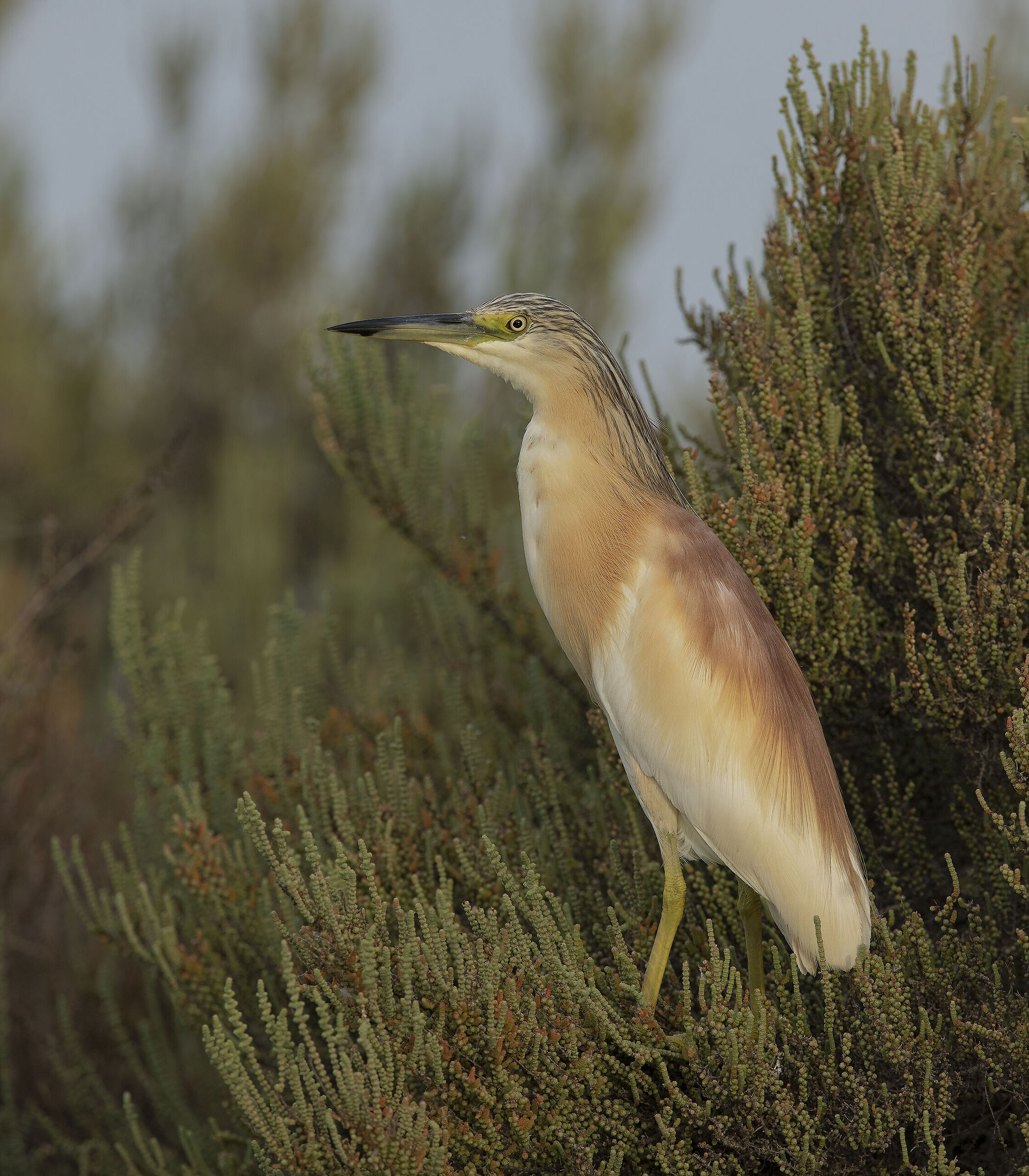 sgarza ciuffetto (ardeola ralloides)