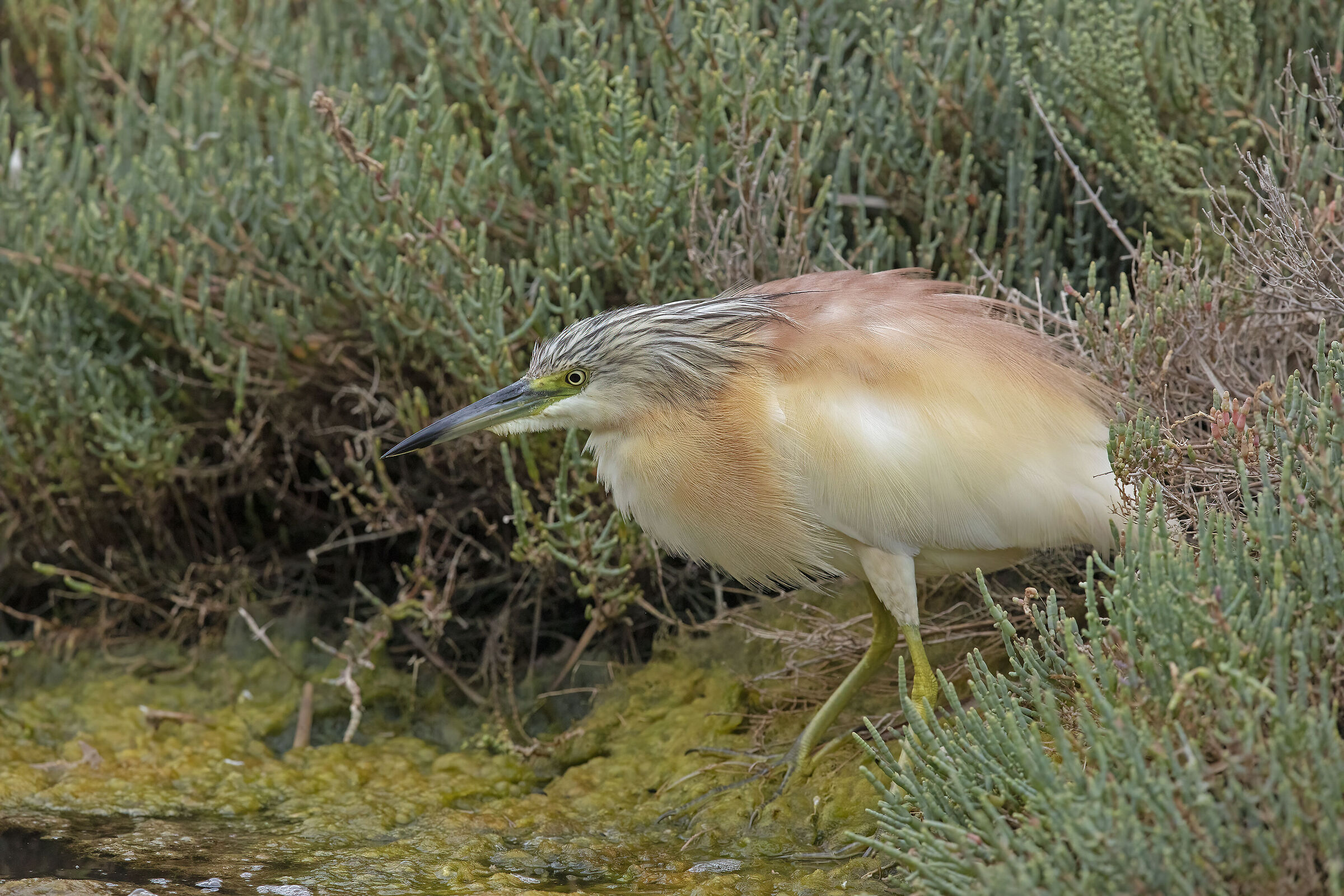 scrollatina.... sgarza ciuffetto (ardeola ralloides)