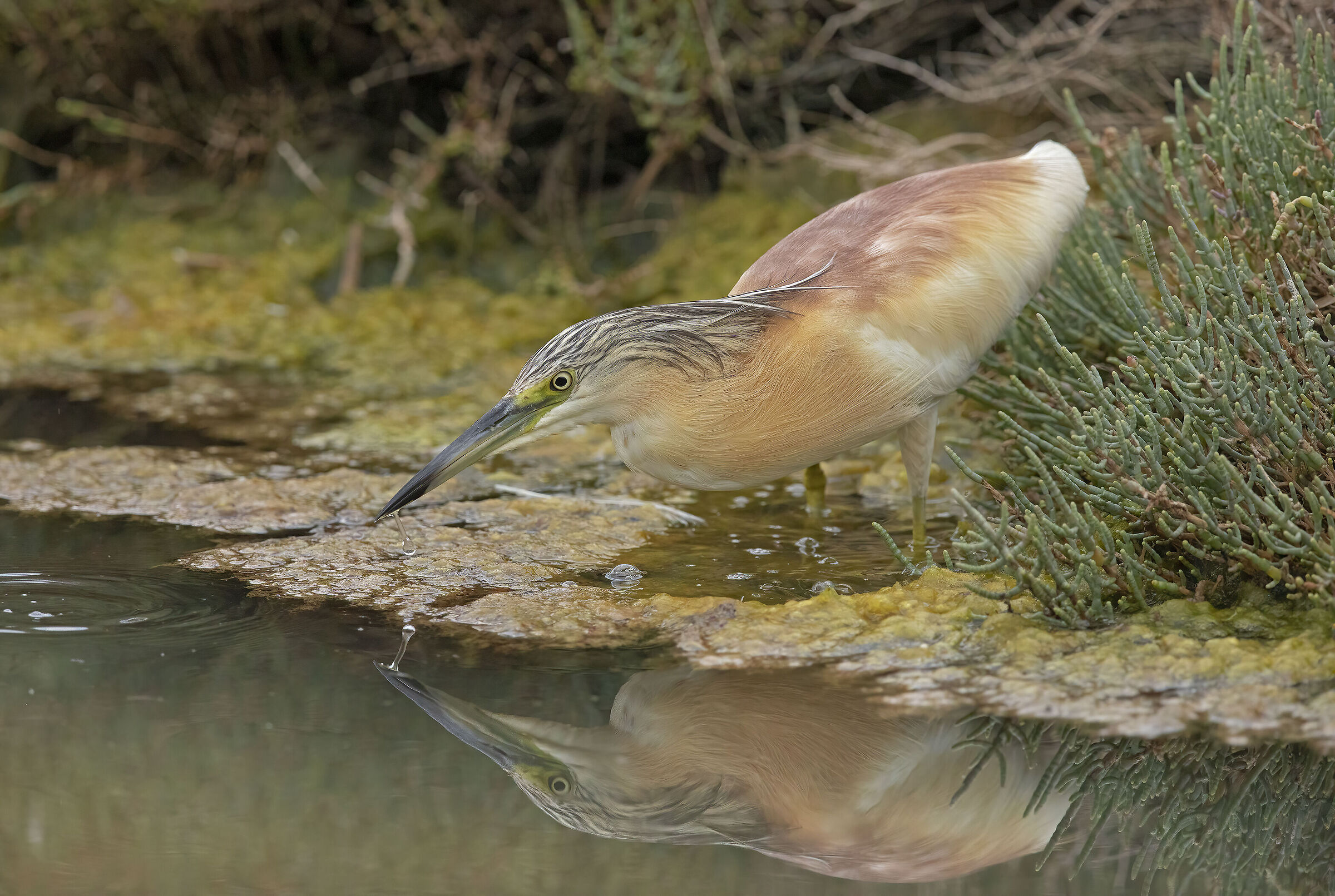 reflex....sgarza ciuffetto (ardeola ralloides)