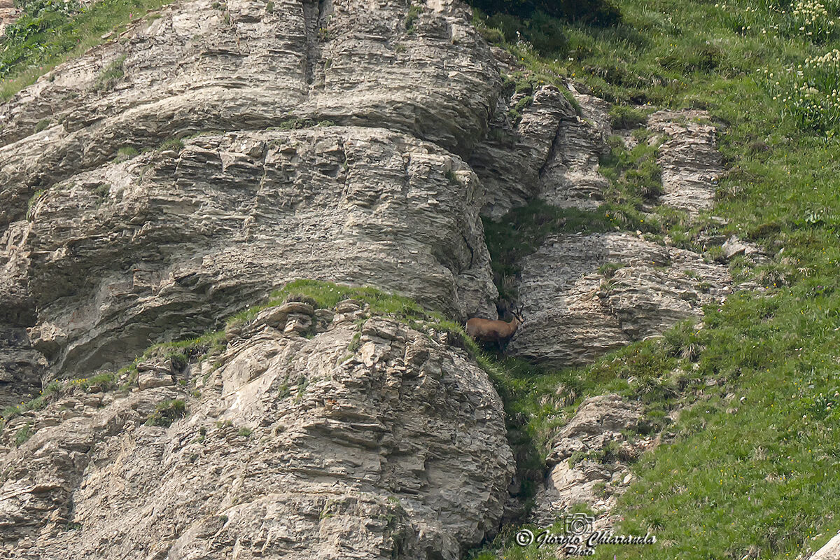 Suede maybe a little far away