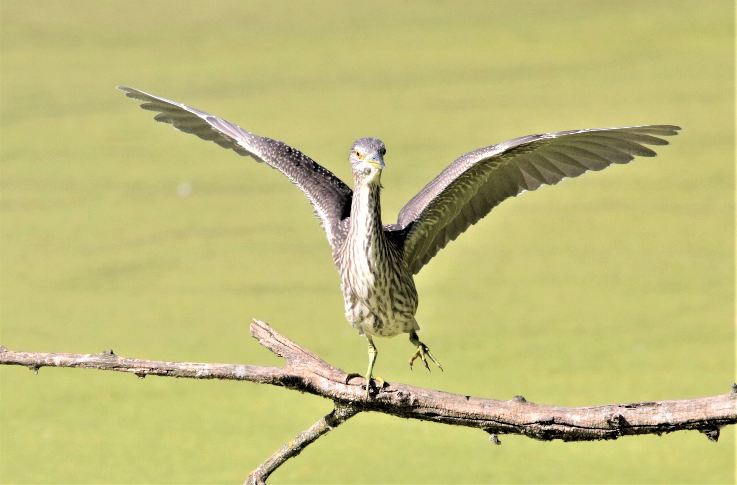 giovane nitticora"esibizionista"