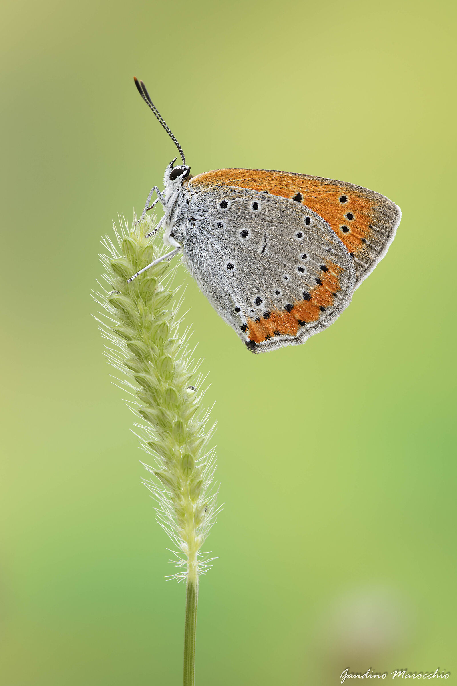 Lycaena Dispar