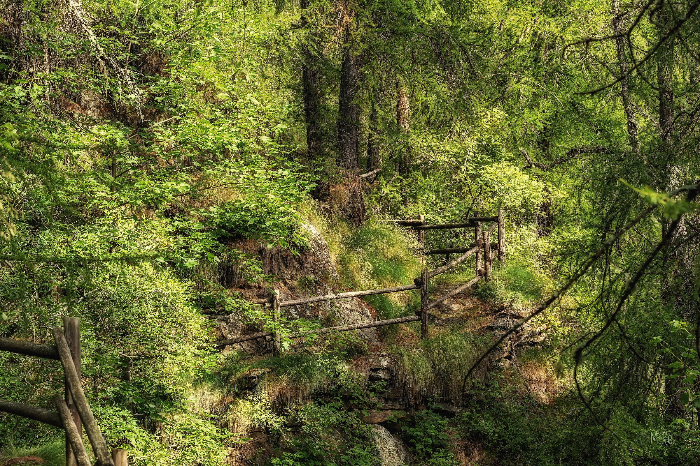 Passaggio nel bosco 2