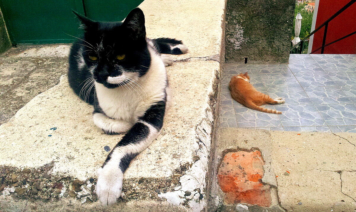 Turno di guardia!Oggi mi tocca!!!