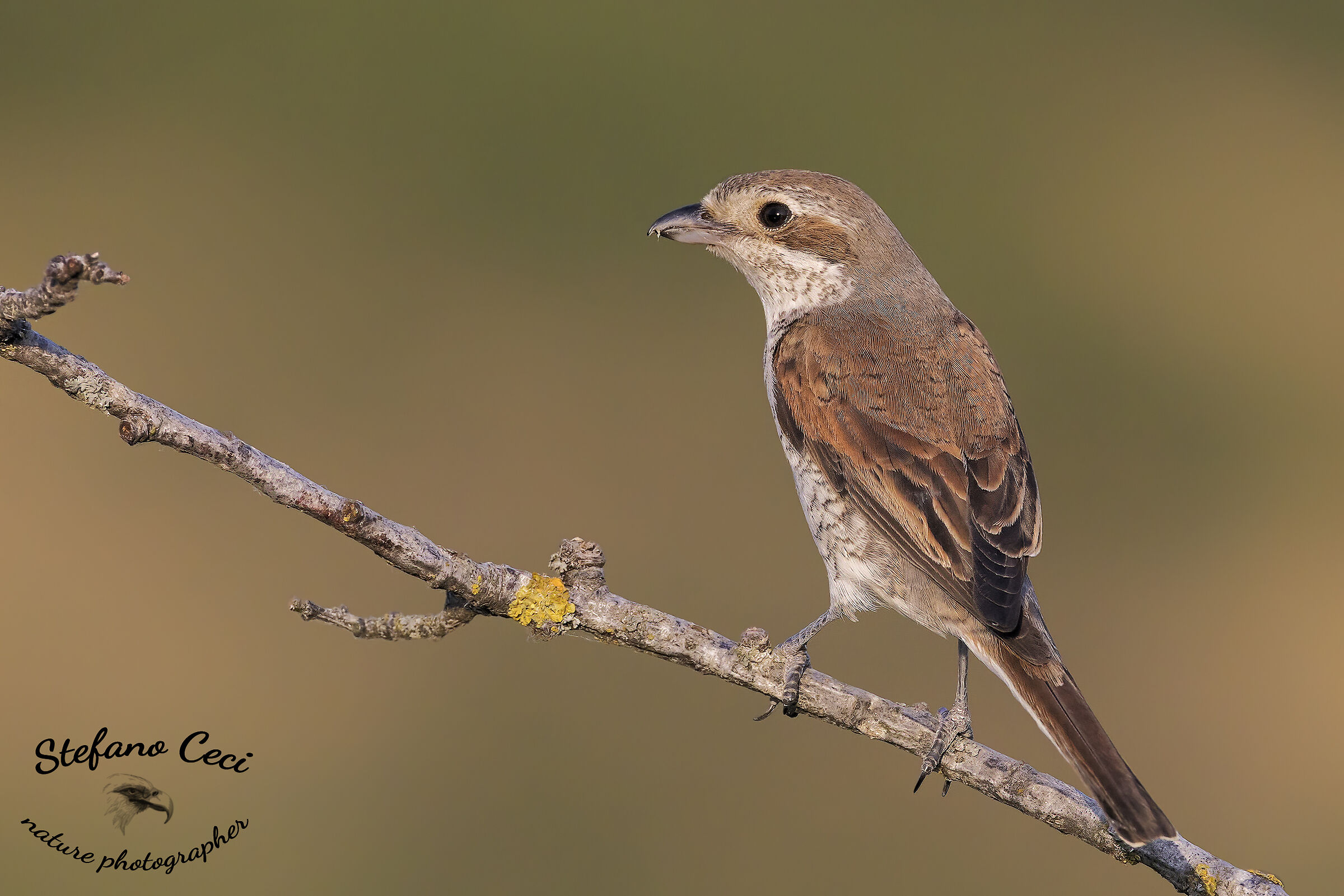 Having a small female shrike